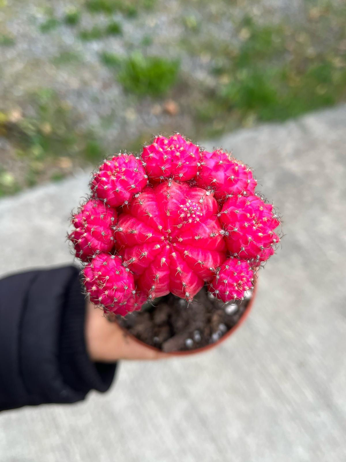 Pembe Aşılı Kaktüs - Gymnocalycium Mihanovichii Pink 8.5 CM