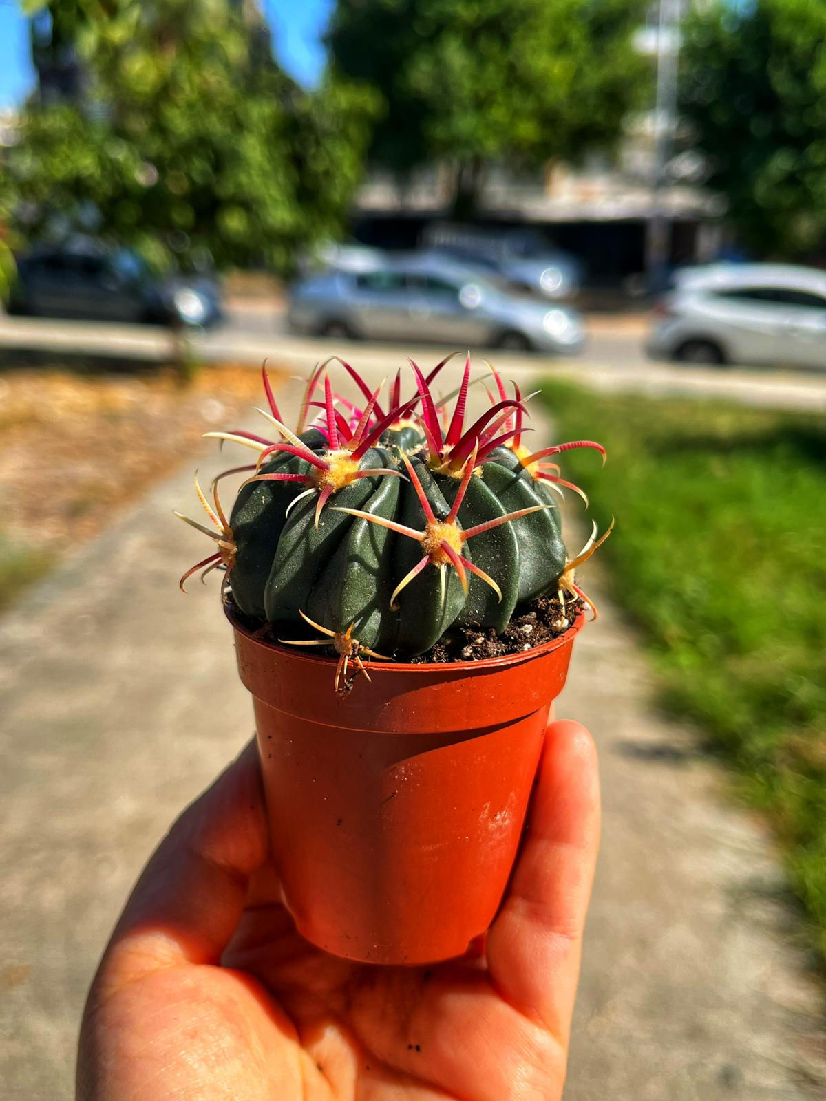 Ferocactus Latispinus - Kızıl Dikenli Fıçı Kaktüs 5.5 CM