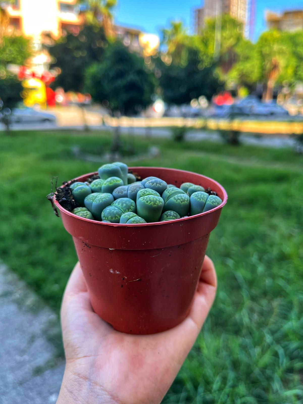 Rengarenk Lithops Mix - Bol Yavrulu Form 8.5 CM