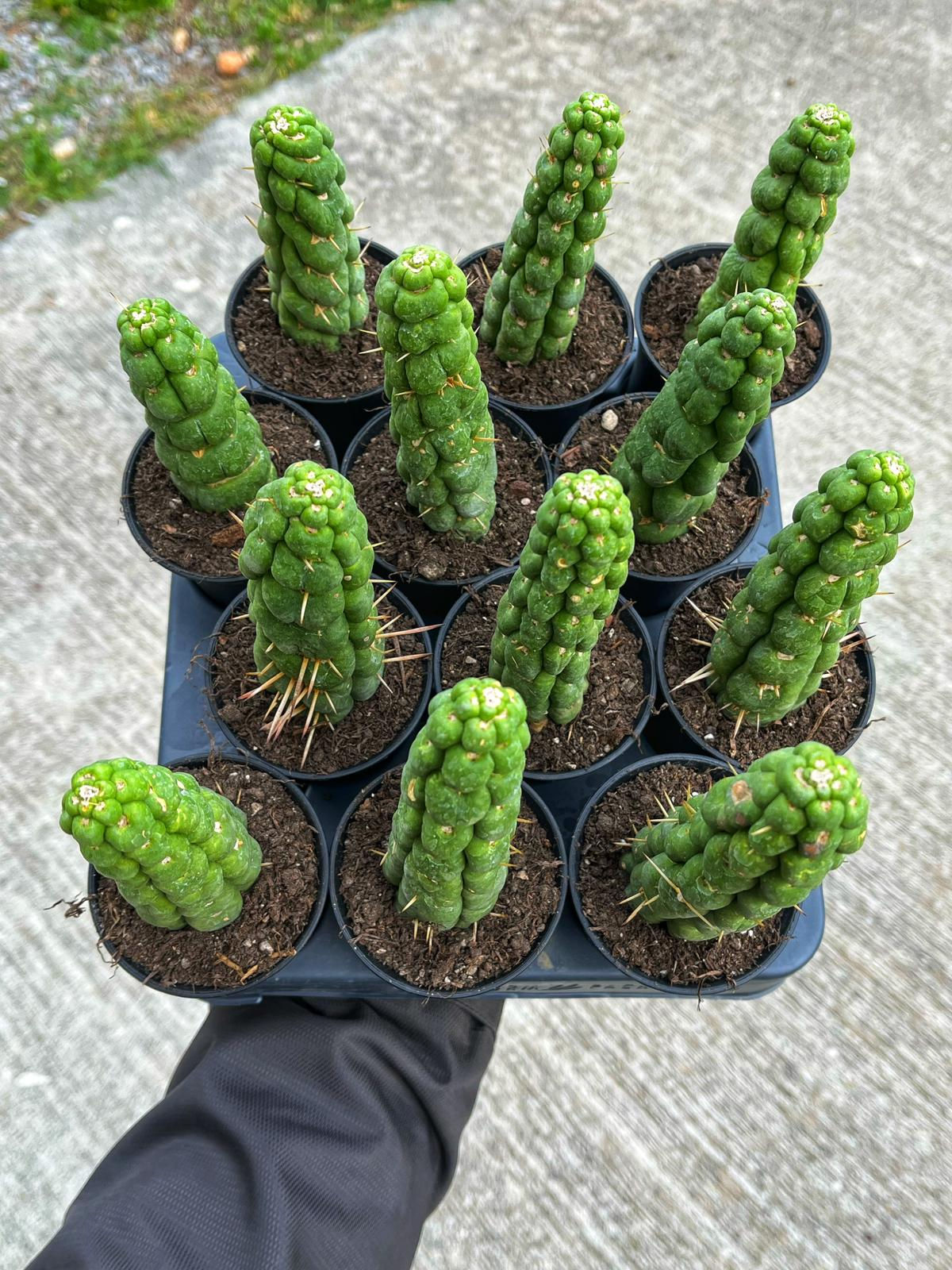 Eulychnia Castanea cv. Varispiralis - Tayland Model Saksı 7.5 CM