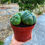 Küçük resim: Gymnocalycium Horstii - Yavrulu Form 11 CM