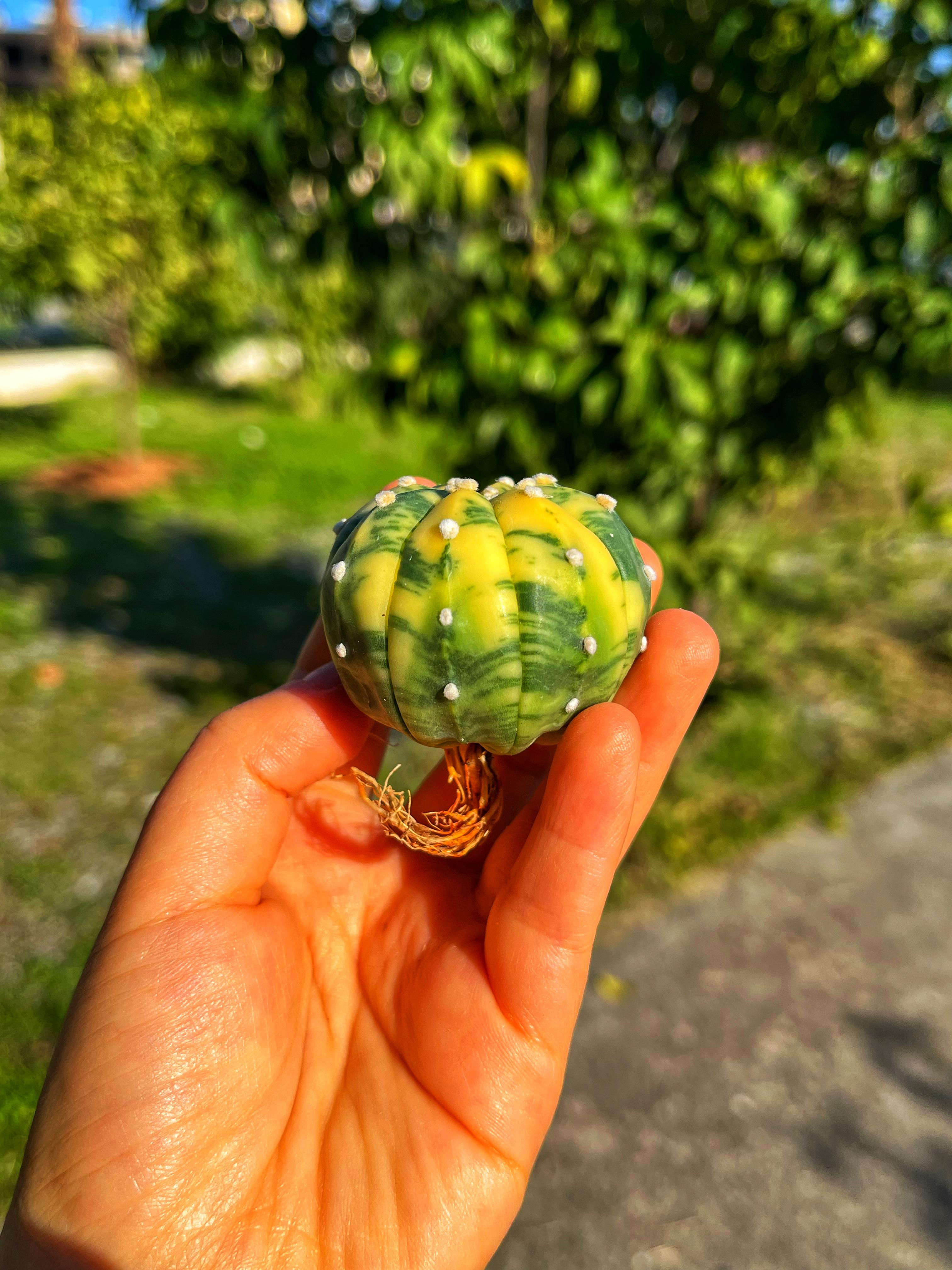 Astrophytum Asterias + Star Shape + Ooibo Variegata - PART 3