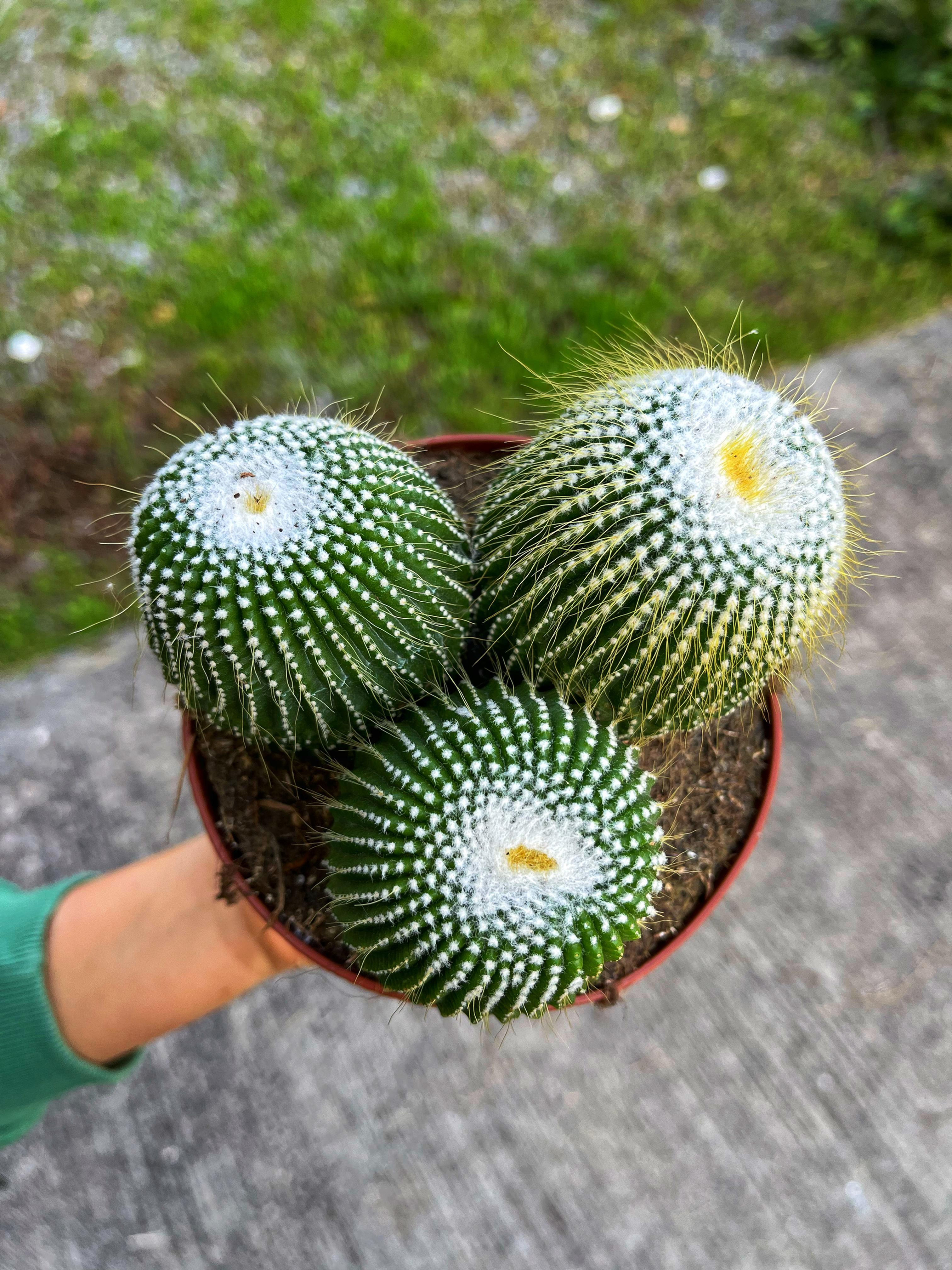 Notocactus Leninghausii Inermis - XL Yavrulu Form 13 CM
