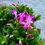 Küçük resim: Pembe Yılbaşı Çiçeği  - Bol Tomurcuklu Schlumbergera 13 CM