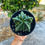 Küçük resim: Astrophytum Myriostigma 'Fukuryu Nudum' - Tayland Model Saksı 10.5 CM