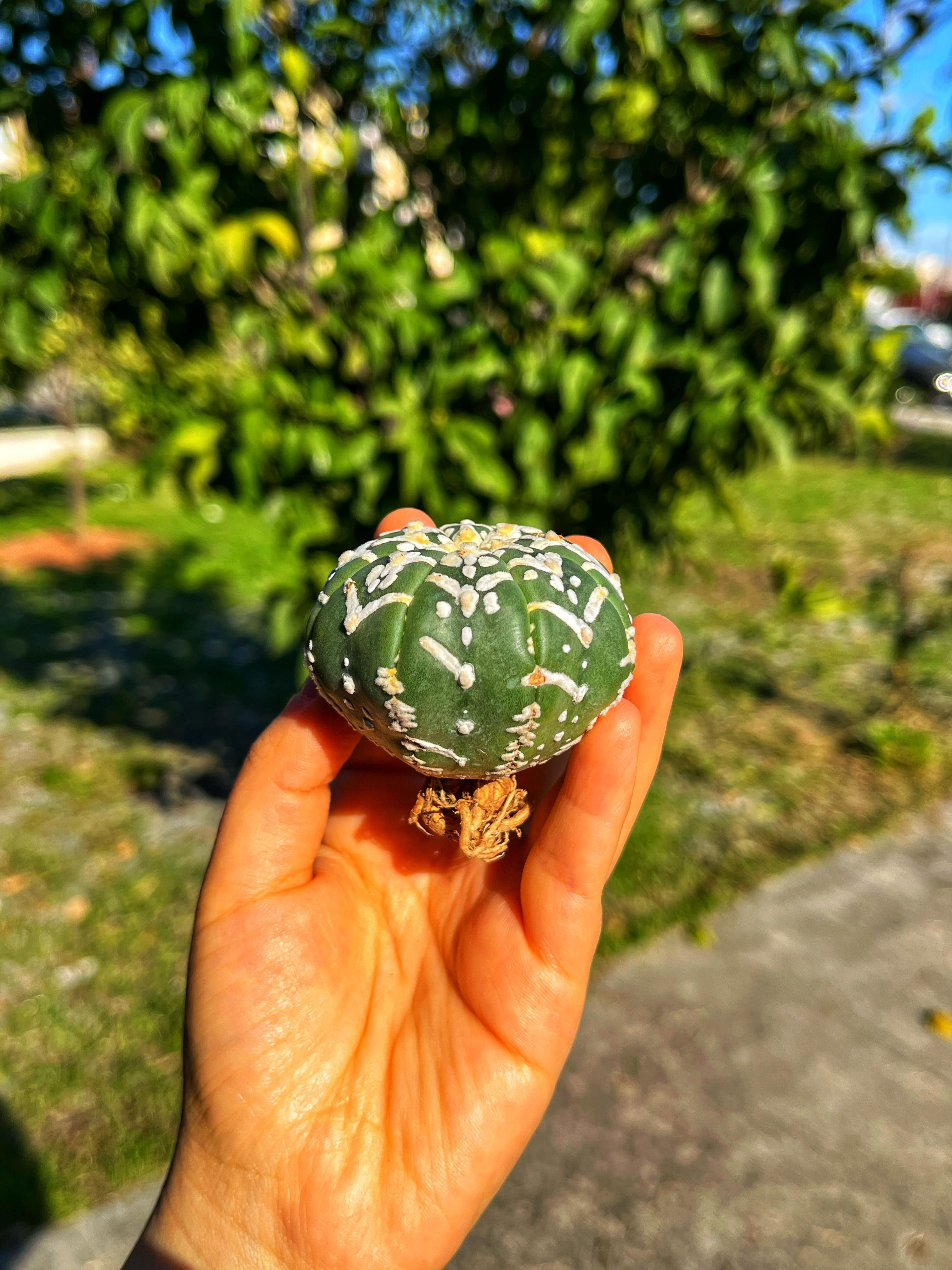 Astrophytum Asterias Superkabuto + Star Shape + V Type - PART 1