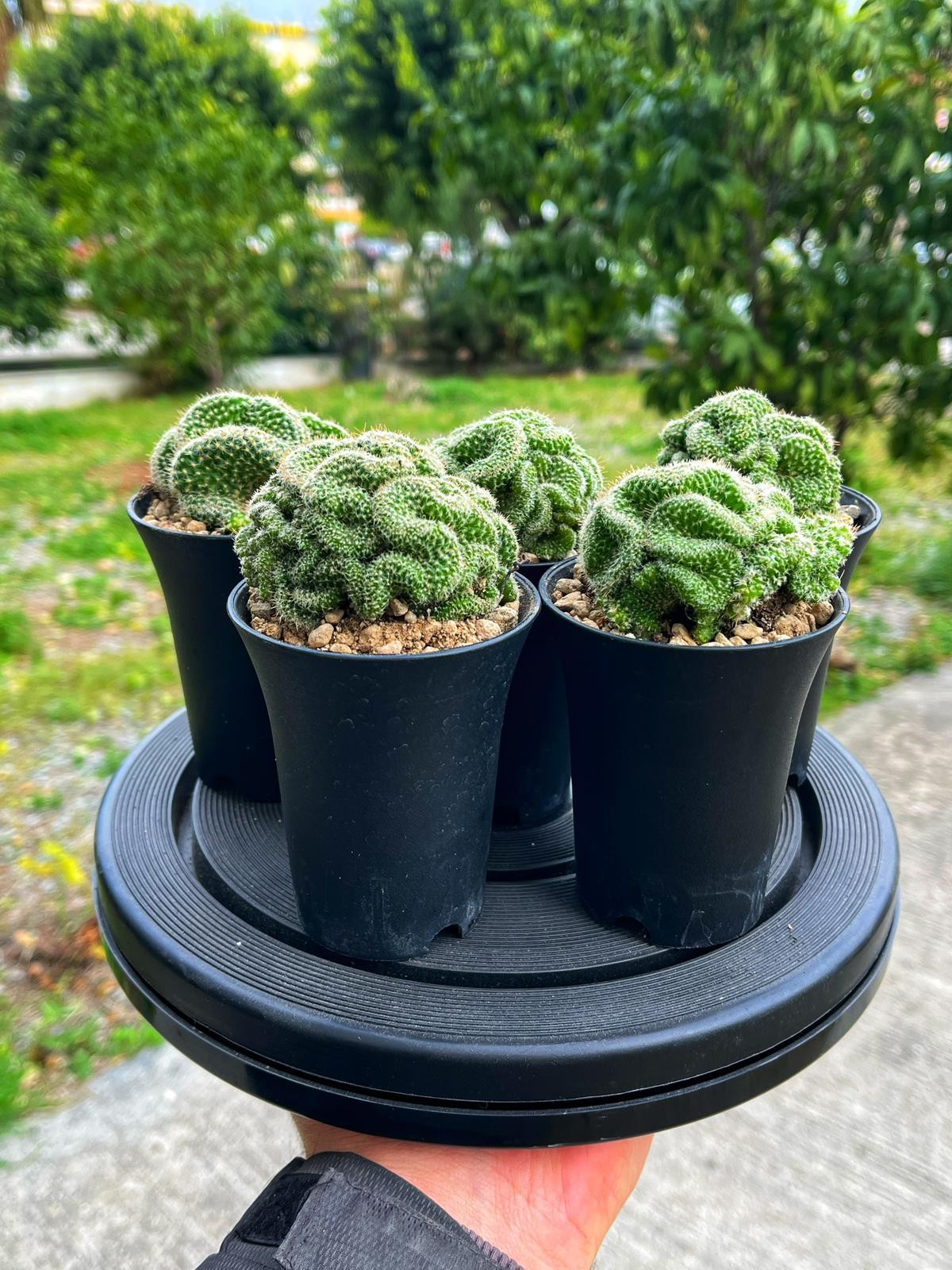 Mammillaria Grahamii Cristat - Tayland Model Saksı 7.5 CM