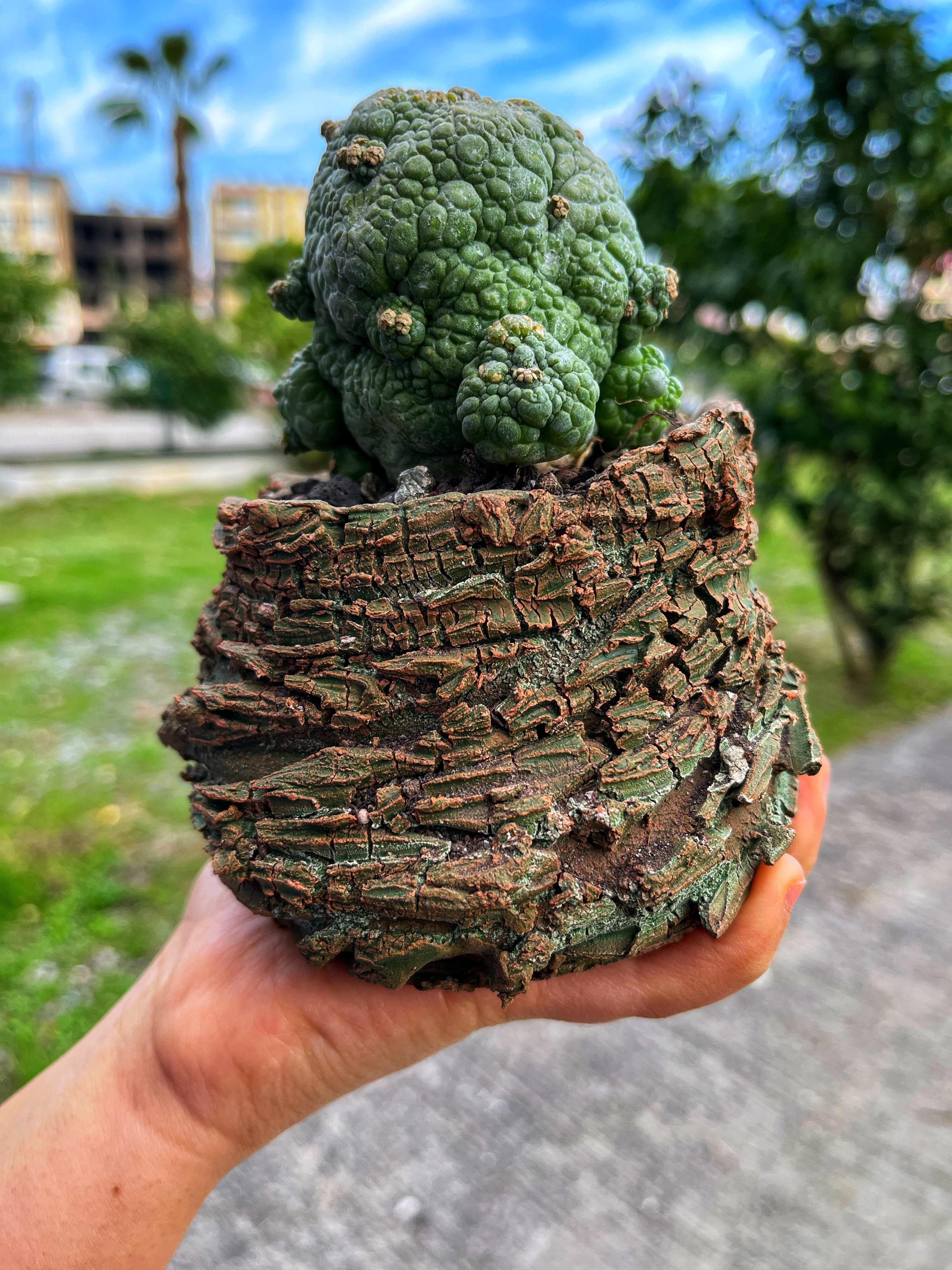 Pseudolithos Migiurtinus - Kurbağa Kaktüs XXL Boy