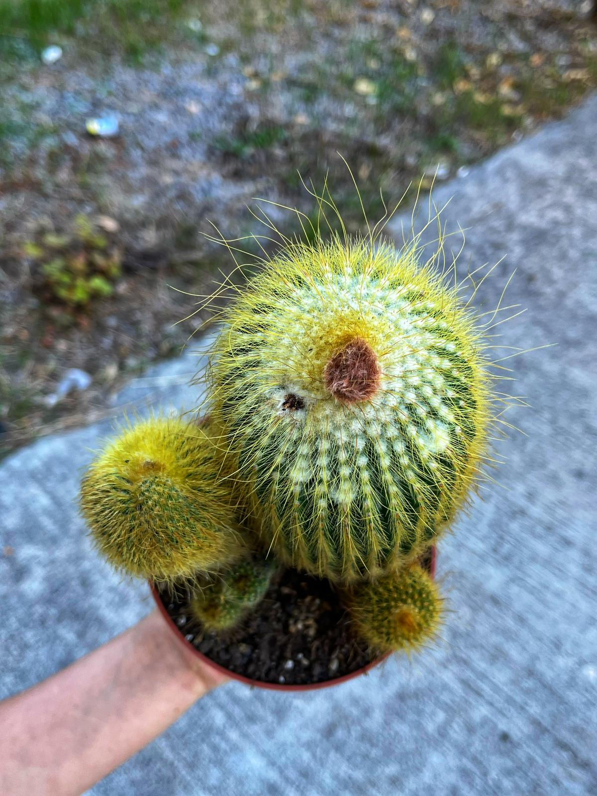 Notocactus Leninghausii XXL - Bol Yavrulu Anaç Form 13 CM