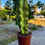 Küçük resim: Euphorbia Marmorata Variegata - Alacalı Kovboy Kaktüs 17 CM
