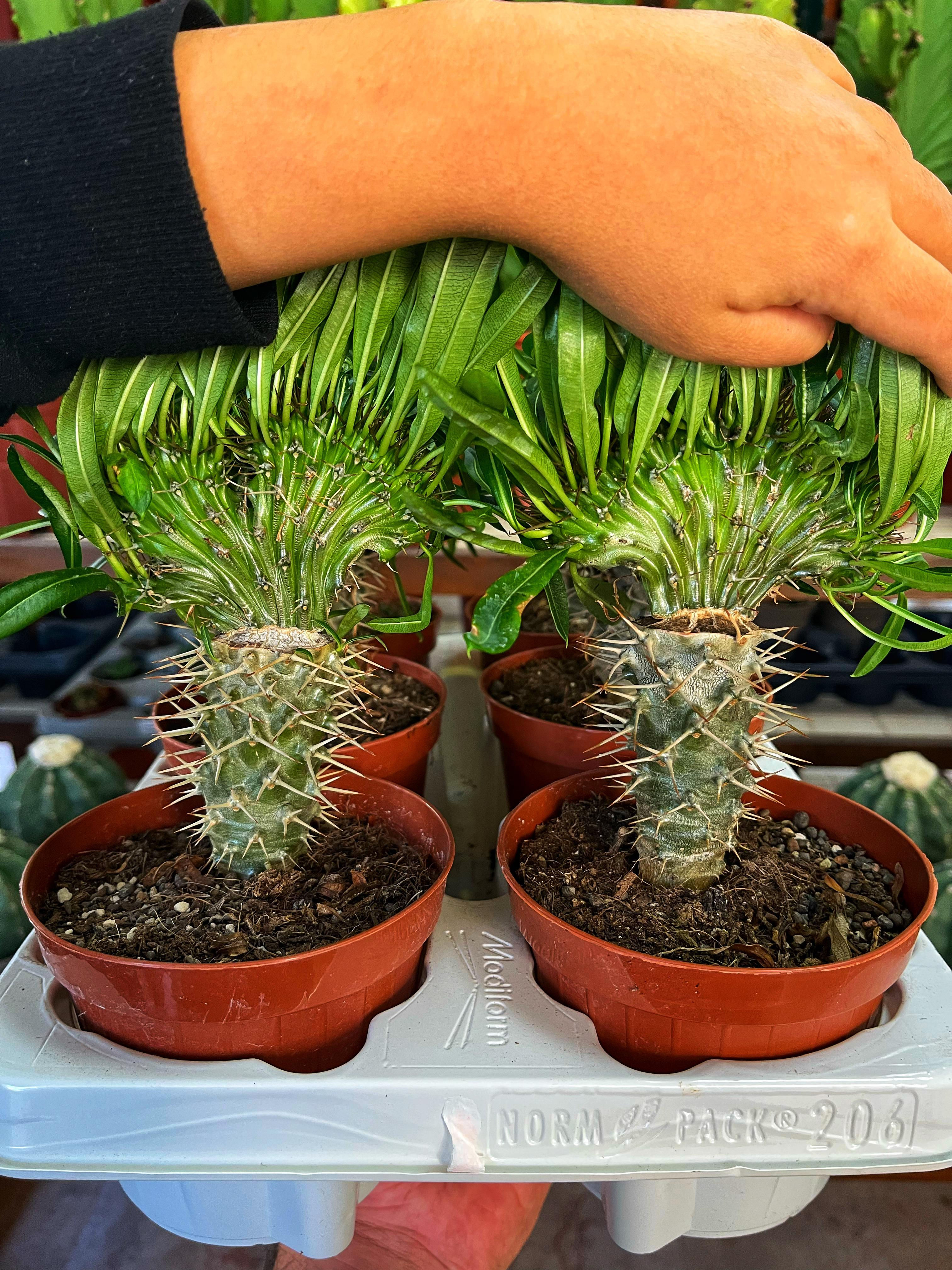 Pachypodium Lamerei Cristat & Madagaskar Palmiyesi Cristat Form