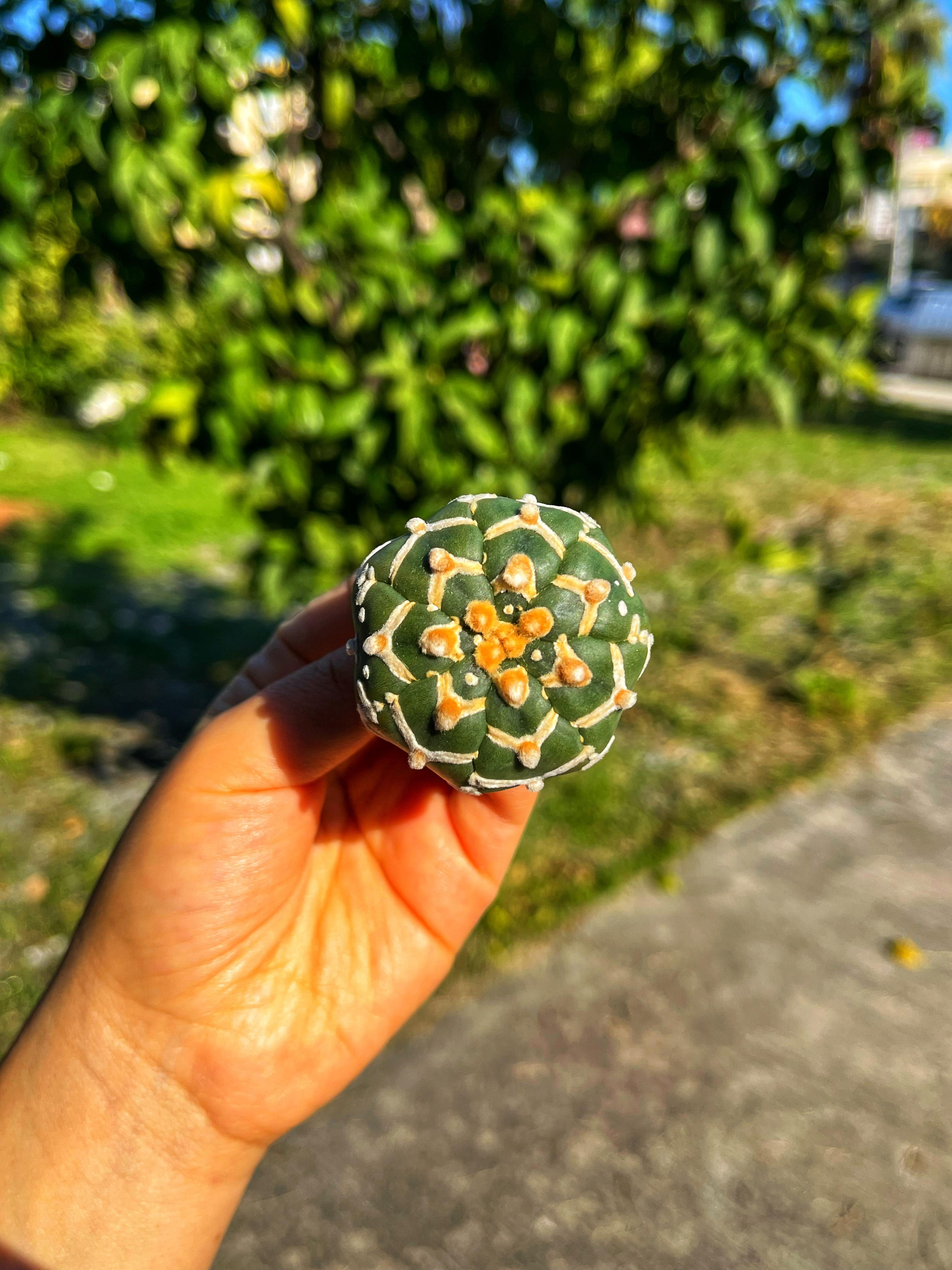 Astrophytum Asterias Superkabuto + Star Shape + V Type - PART 2