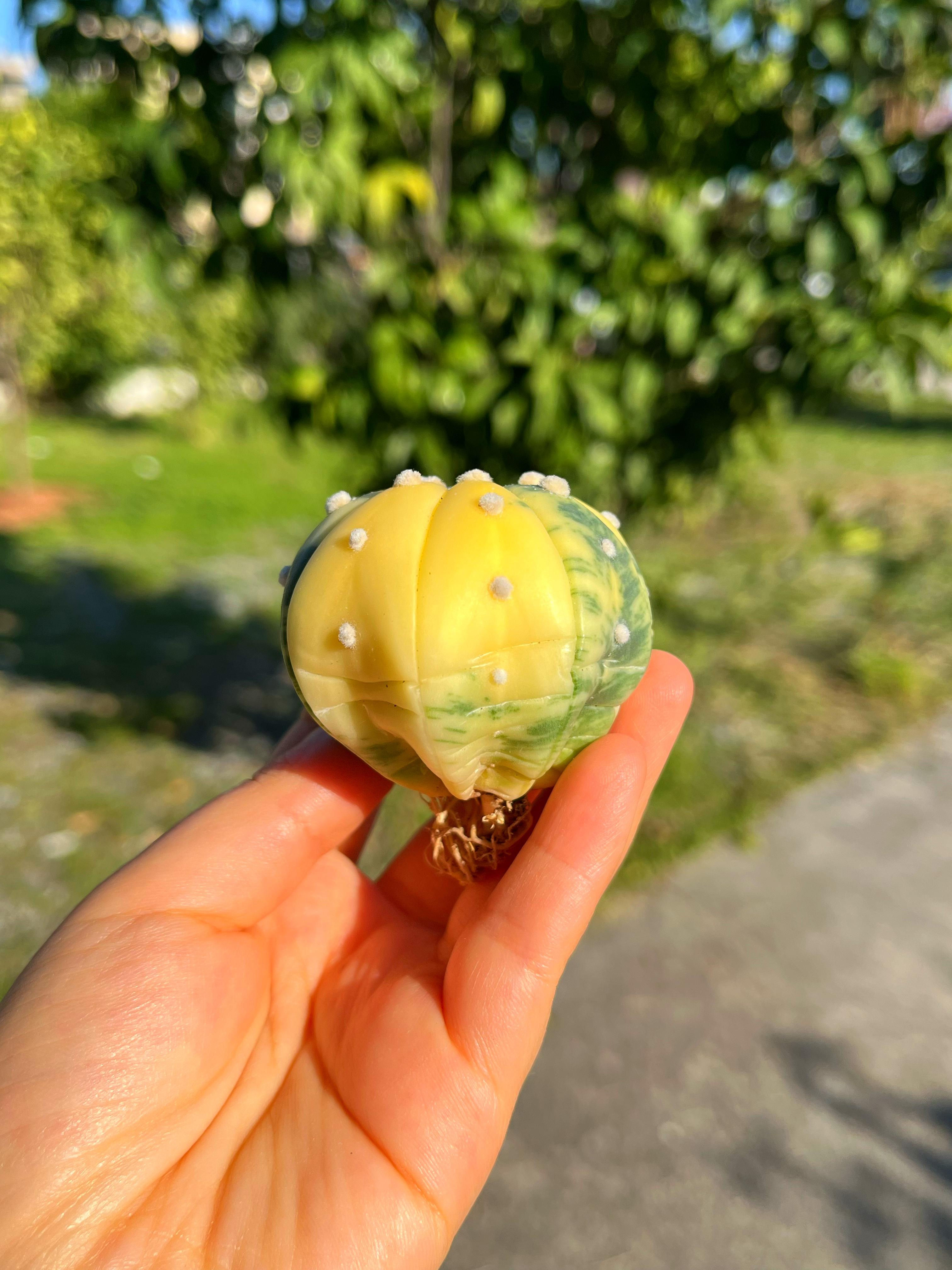 Astrophytum Asterias + Star Shape + Ooibo Variegata - PART 3