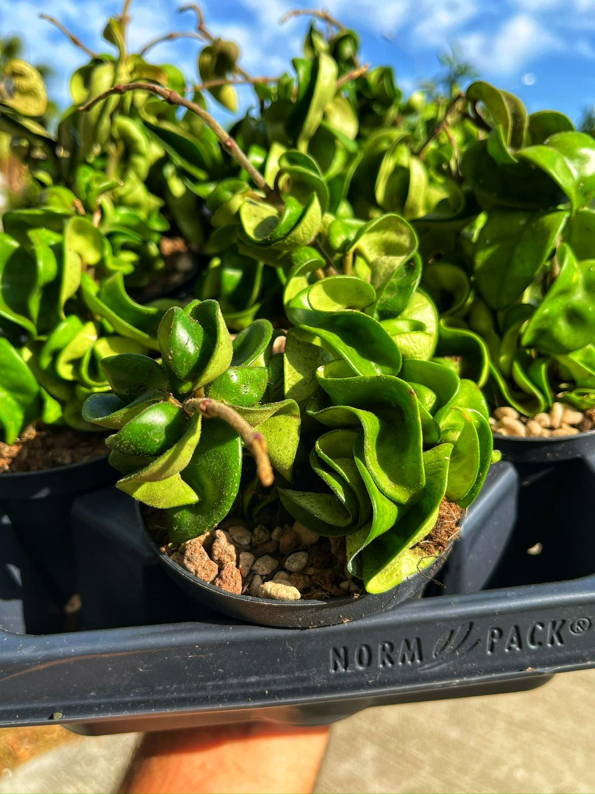 Hoya Carnosa Compacta - 'Hindu Rope' Mum Çiçeği - 10.5 CM