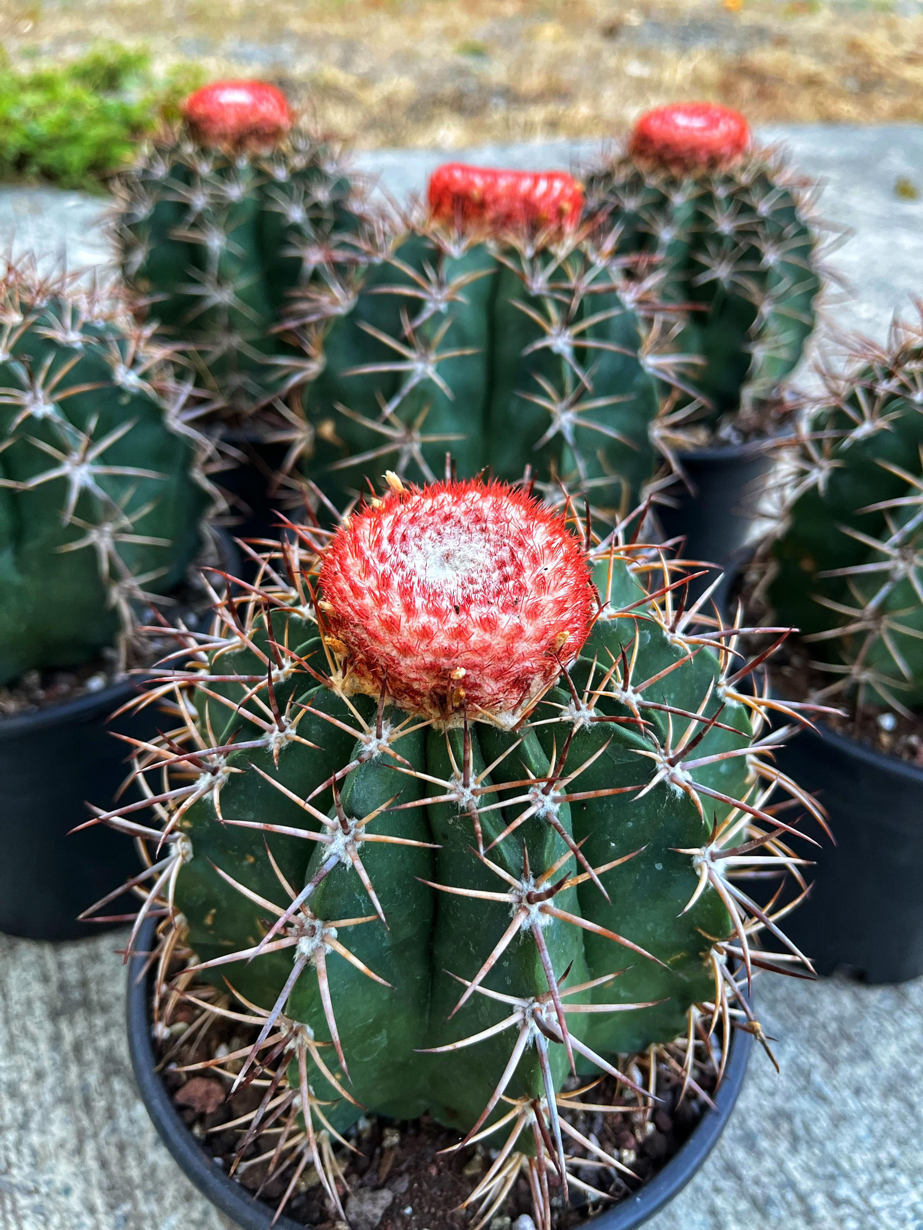 Melocactus Bahiensis - Kırmızı Şapkalı 15 CM