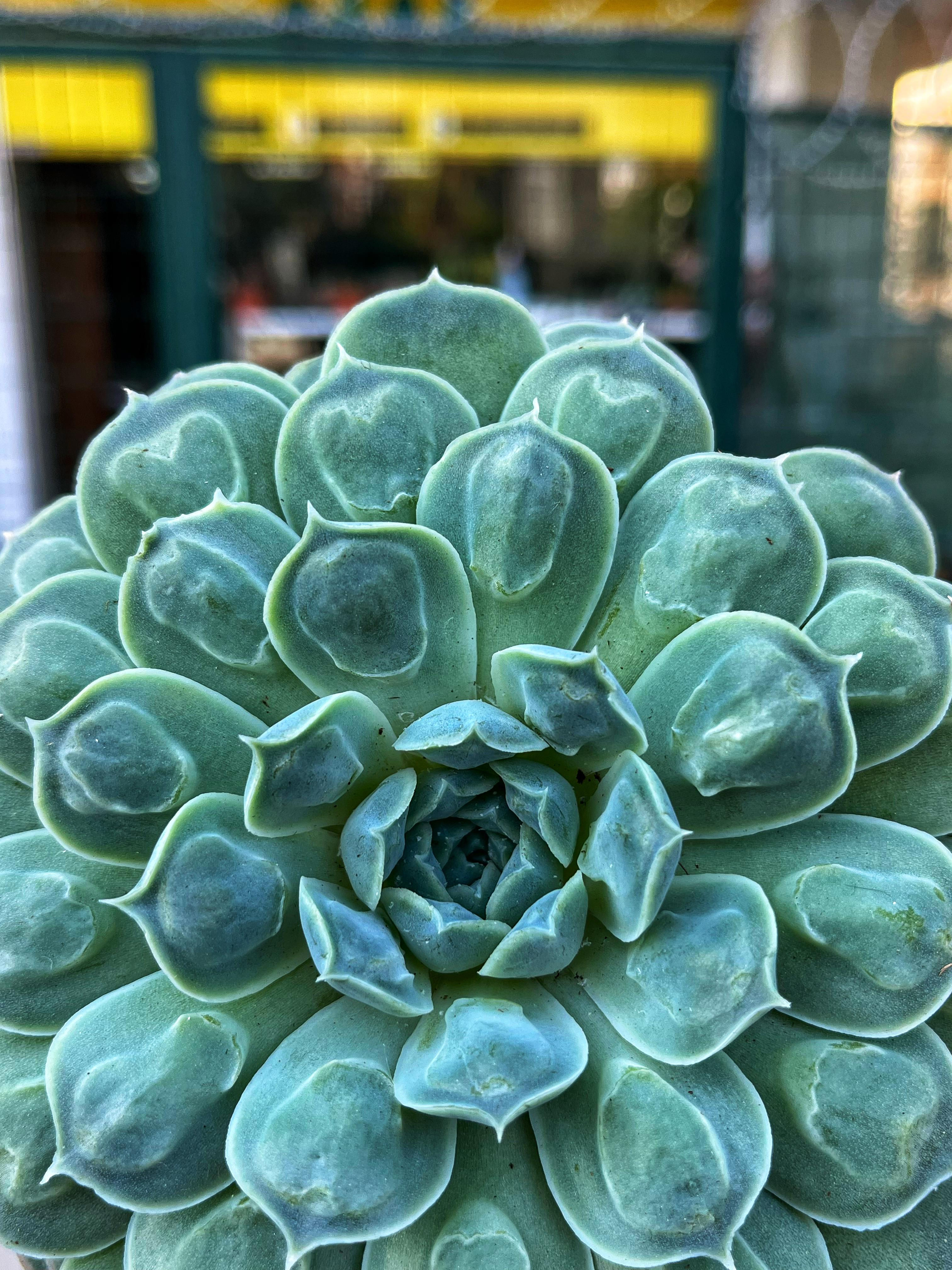 Echeveria Heart Signal - Bol Droplu Formda