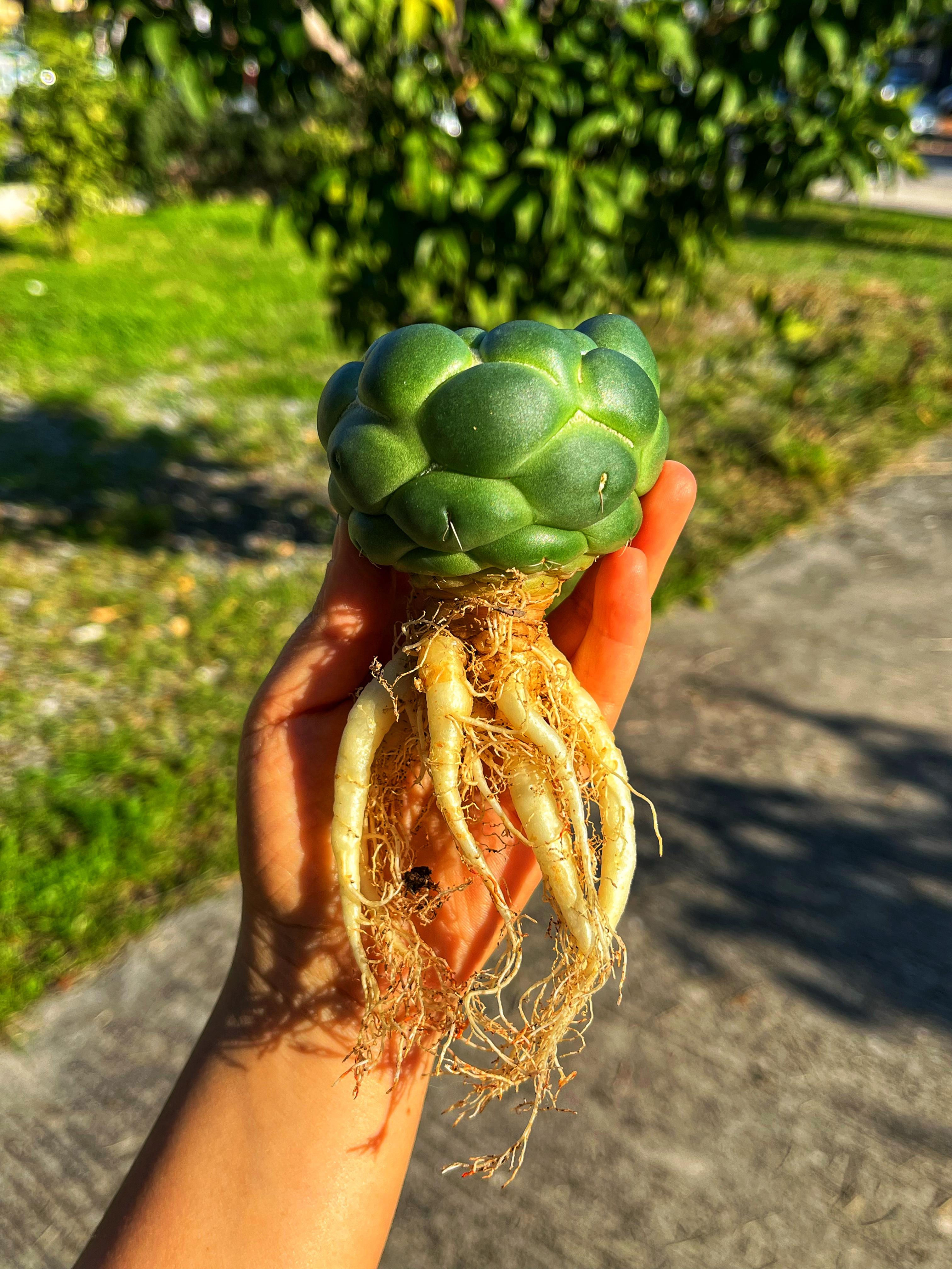 Coryphantha Elephantidens Inermis - Dikensiz Form 8-9 CM