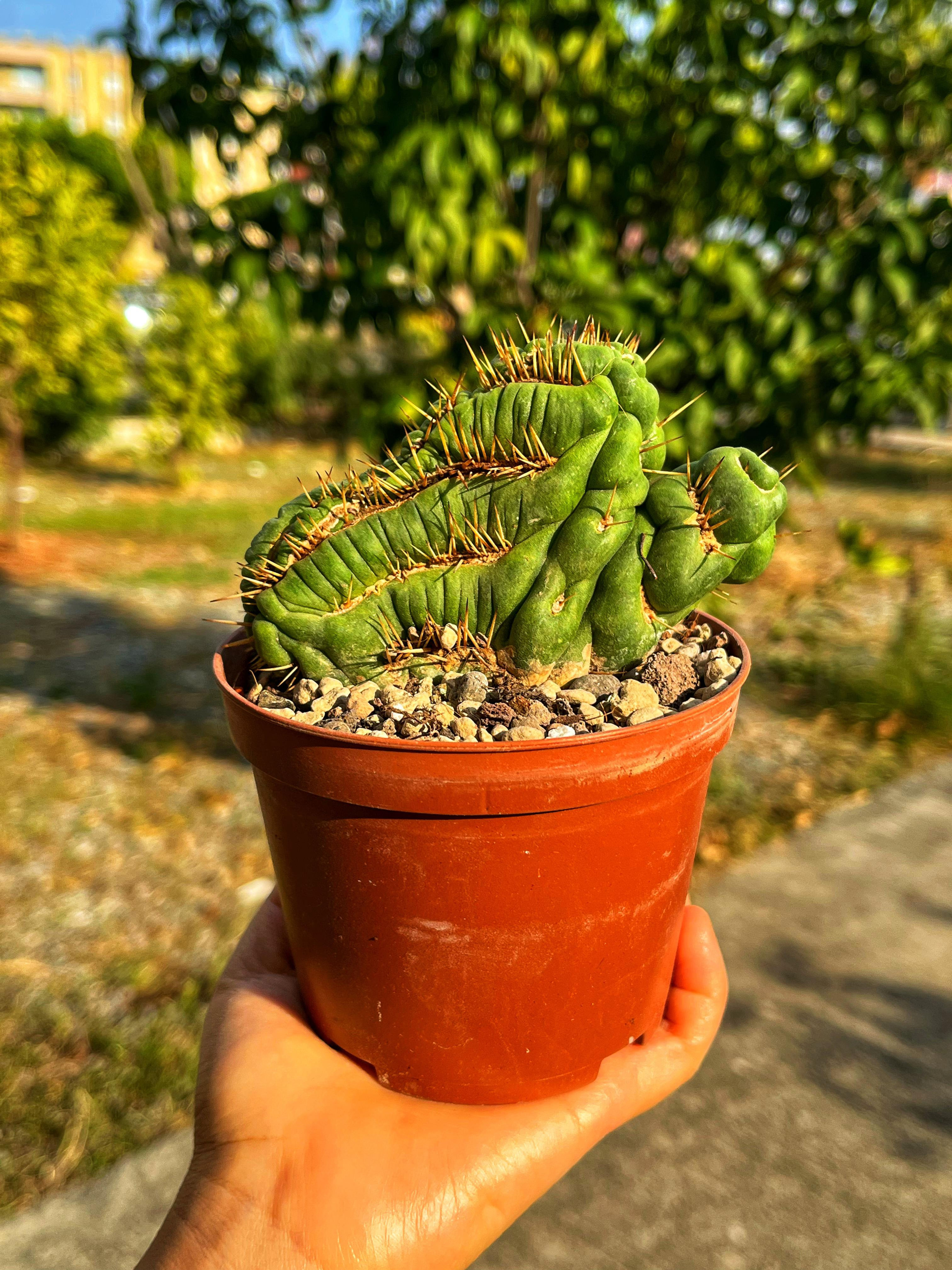 Eulychnia Castanea Spiralis Cristata - 10.5 CM