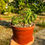 Küçük resim: Eulychnia Castanea Spiralis Cristata - 10.5 CM