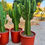 Küçük resim: Euphorbia Ingens XXL - Kalın Gövdeli ve Dallı Form 30 CM