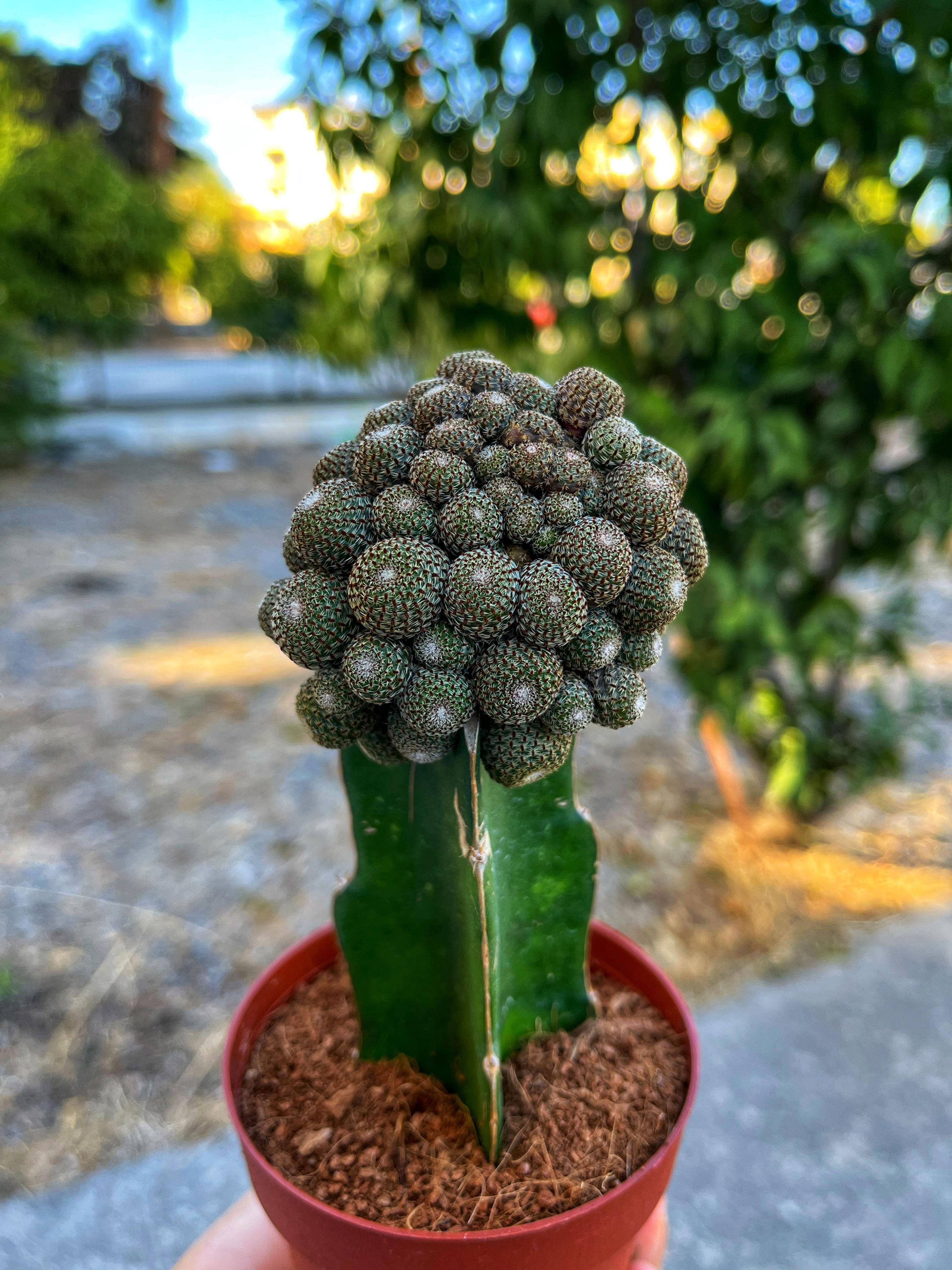 Rebutia Heliosa - Bol Yavrulu Formda 8.5 CM