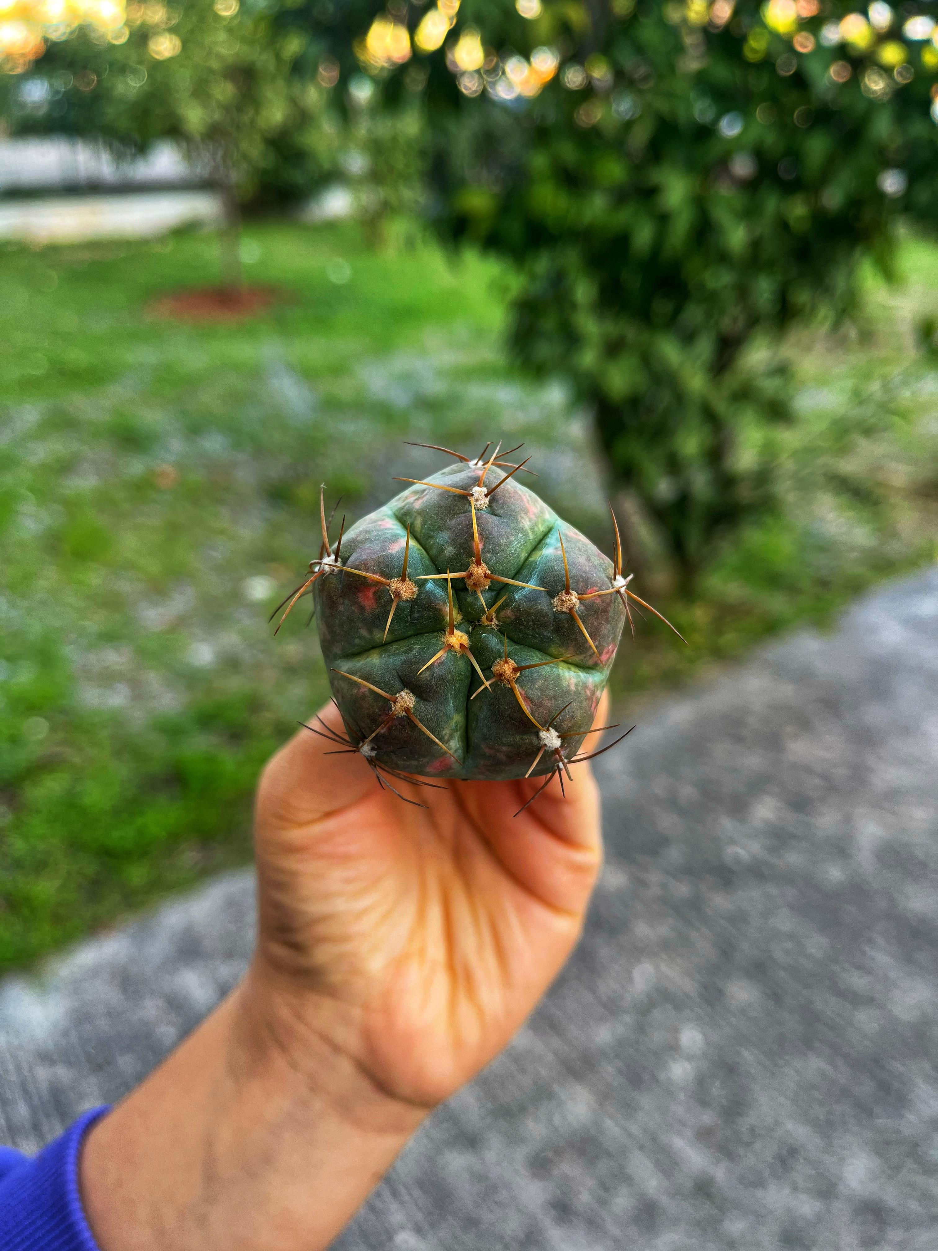 Gymnocalycium Horstii Variegata - Terracotta Saksıda