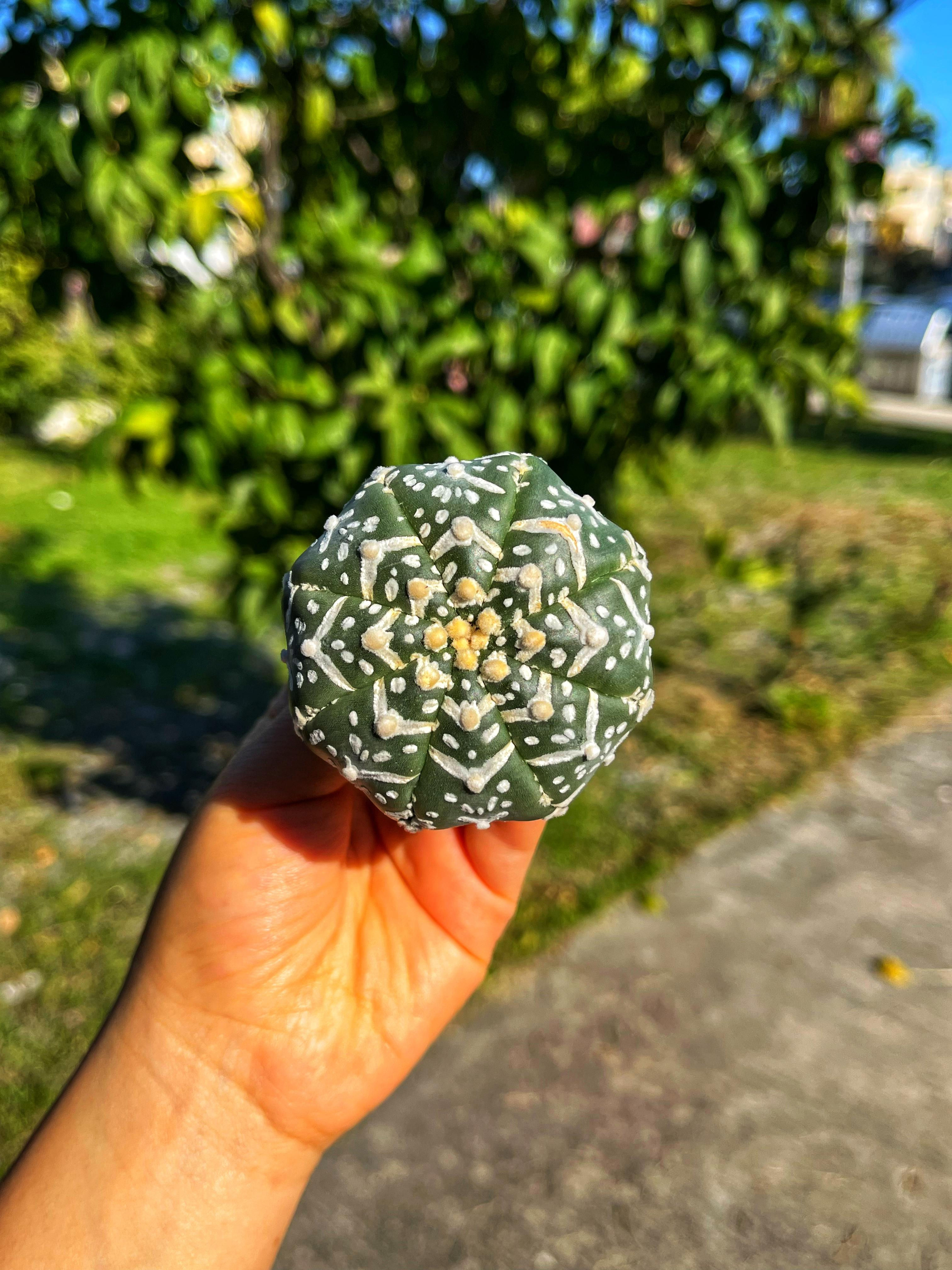 Astrophytum Asterias Superkabuto + Star Shape + V Type - PART 2