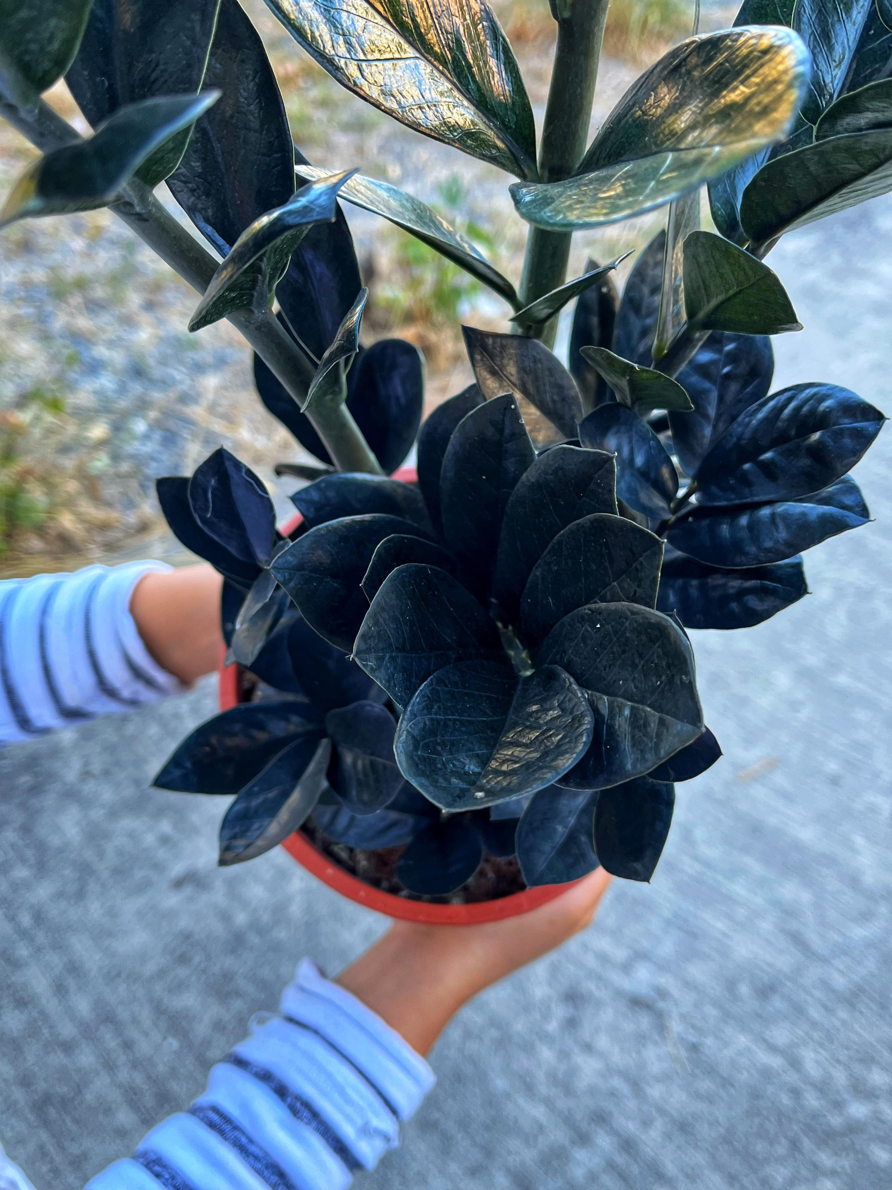 Zamioculcas Zamiifolia ‘Raven’ – Siyah Yapraklı ZZ Bitkisi 17 CM