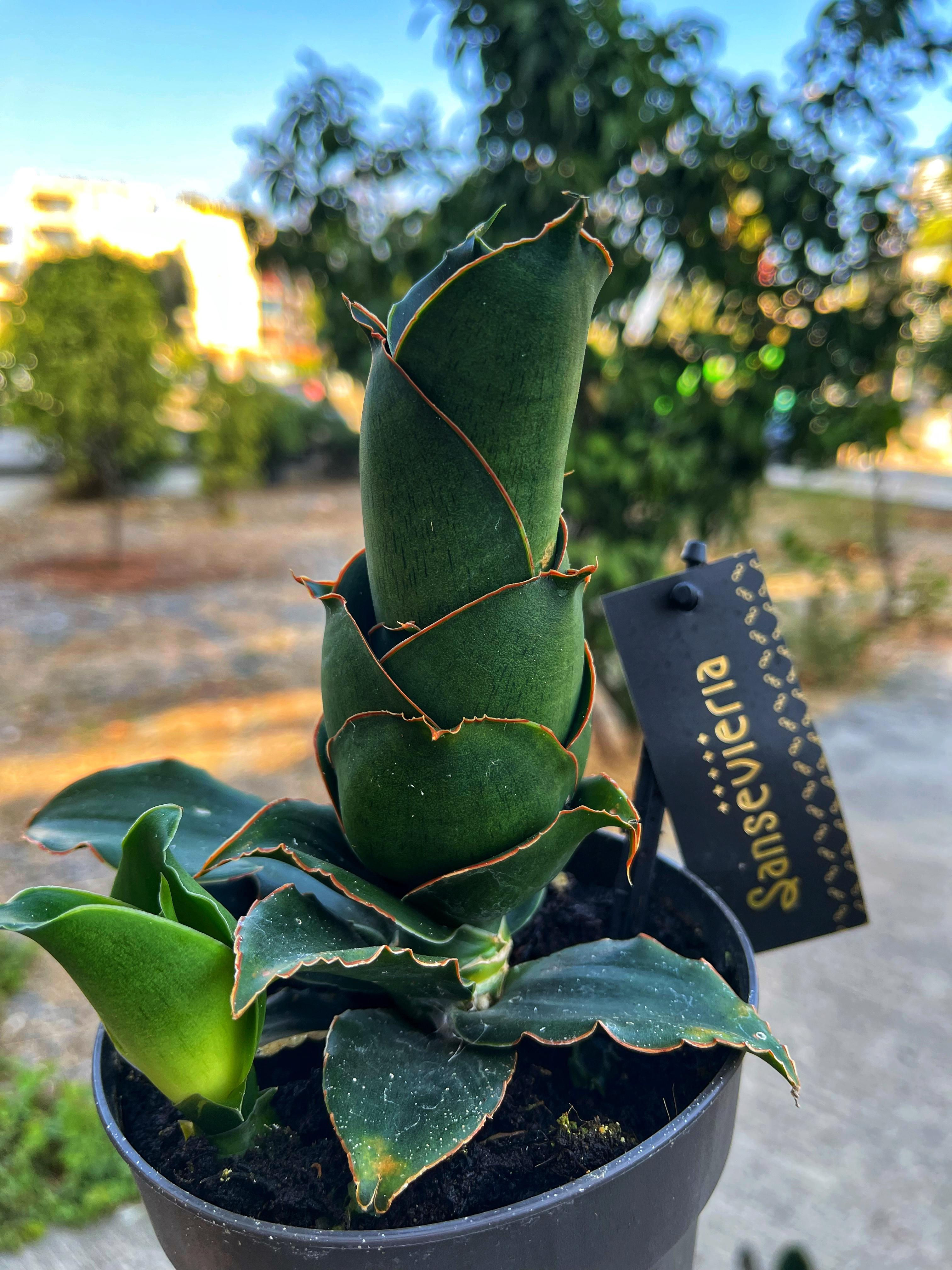 Sansevieria ‘Star Rose’ - Gül Formlu 11 CM