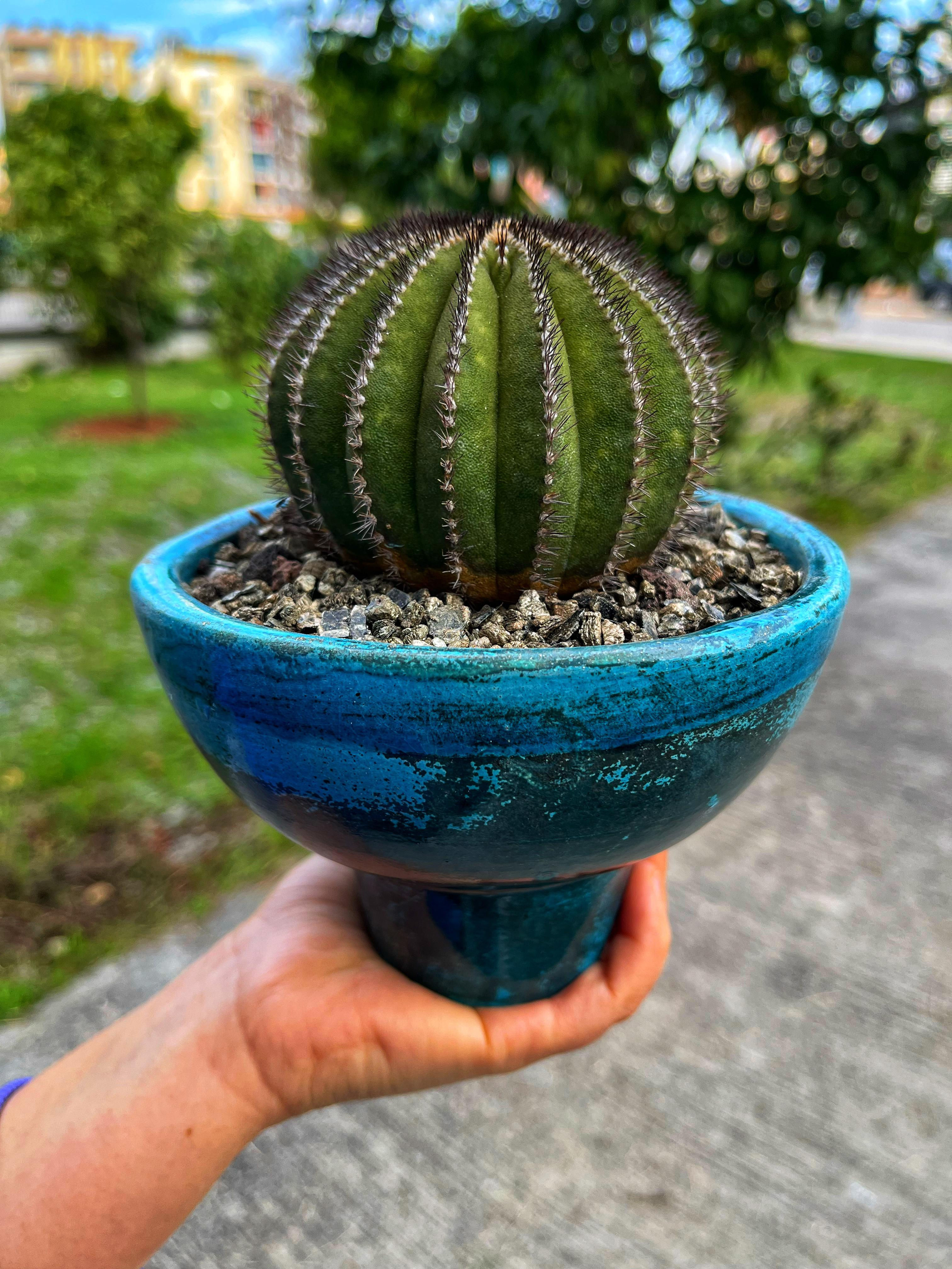 Uebelmannia Pectinifera XXL Boy - El Yapımı Özel Saksı