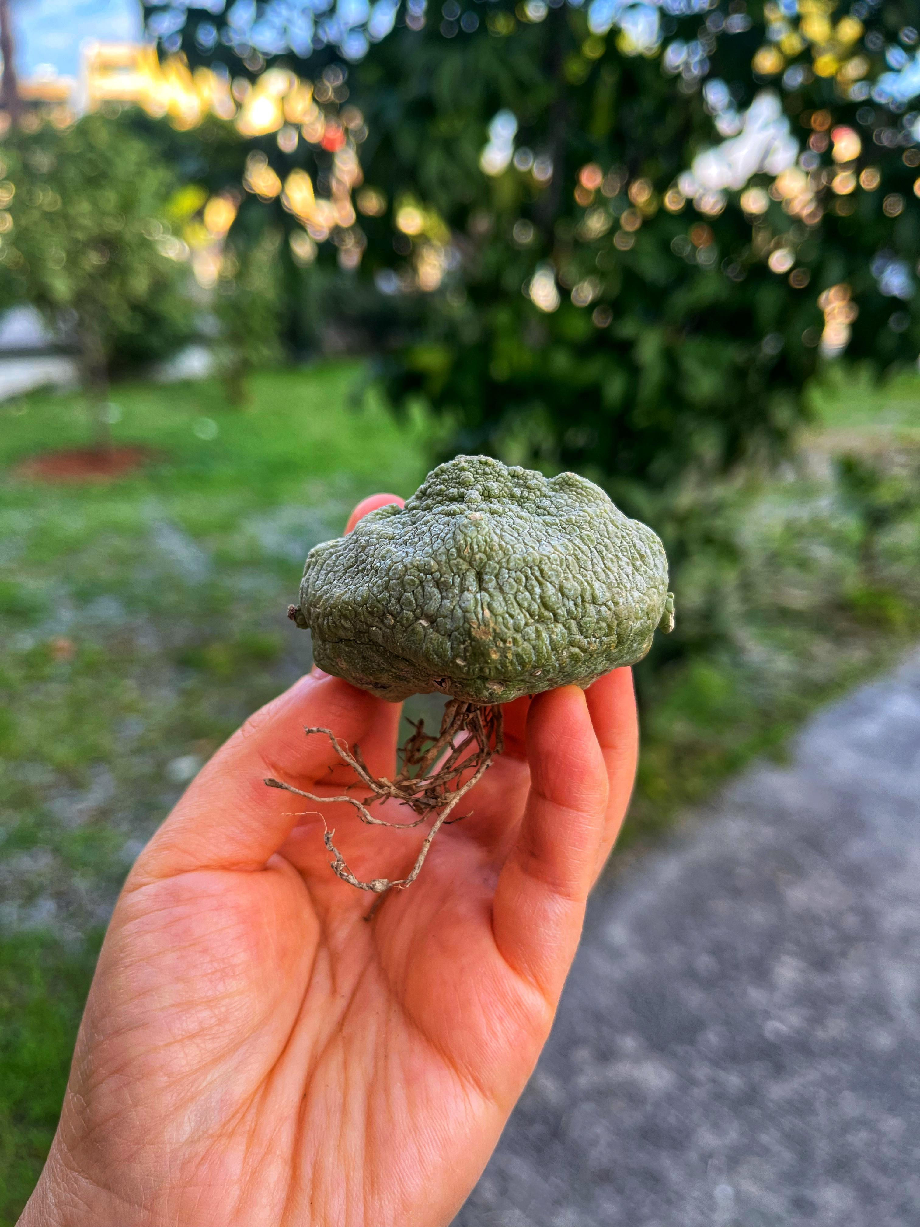 Pseudolithos Cubiformis 'Kare Form' - Kurbağa Kaktüs XXL