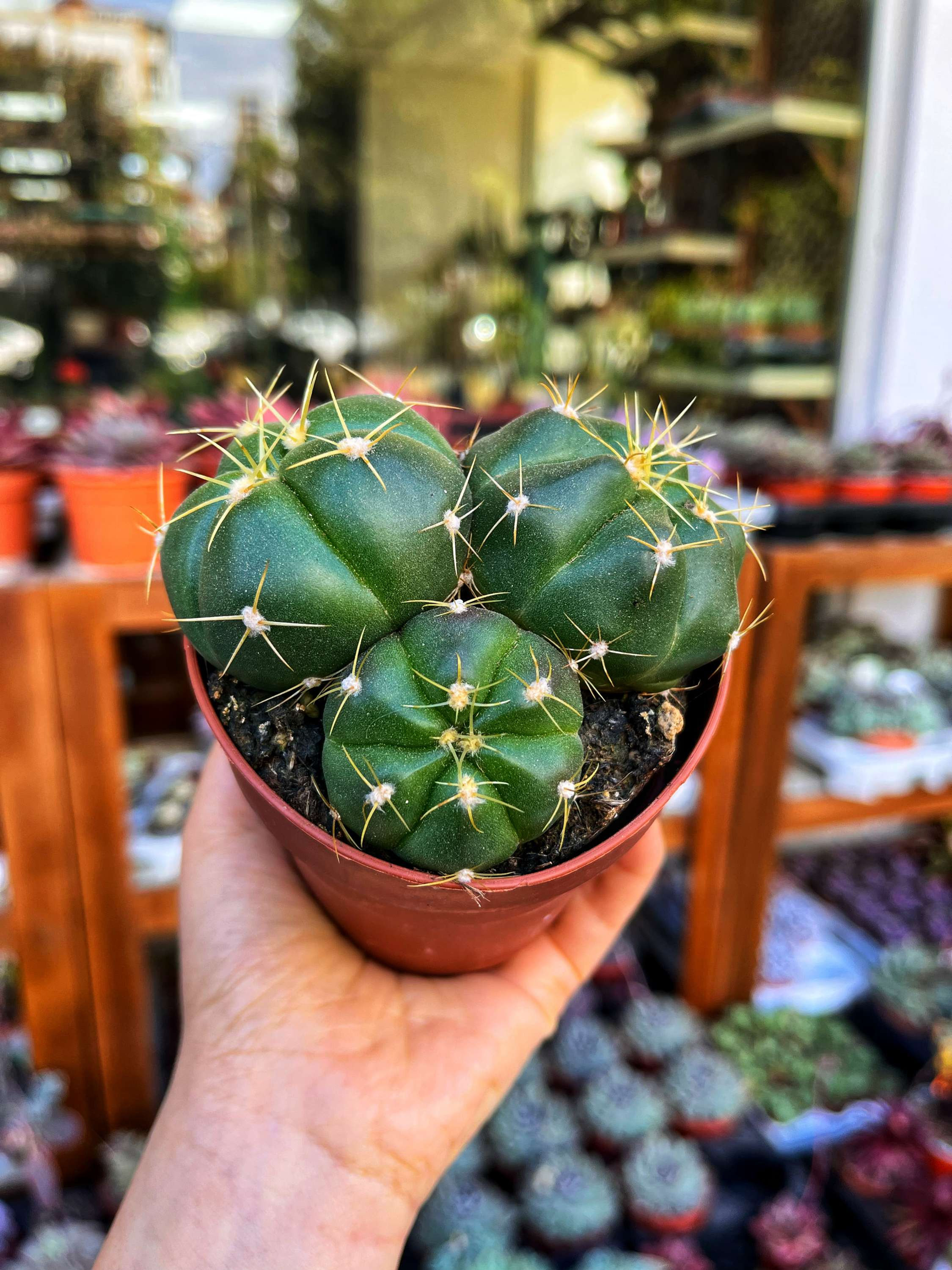 Gymnocalycium Buenekeri - Bol Yavrulu 8.5 CM