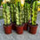 Küçük resim: Euphorbia Marmorata Variegata - Alacalı Kovboy Kaktüs 17 CM