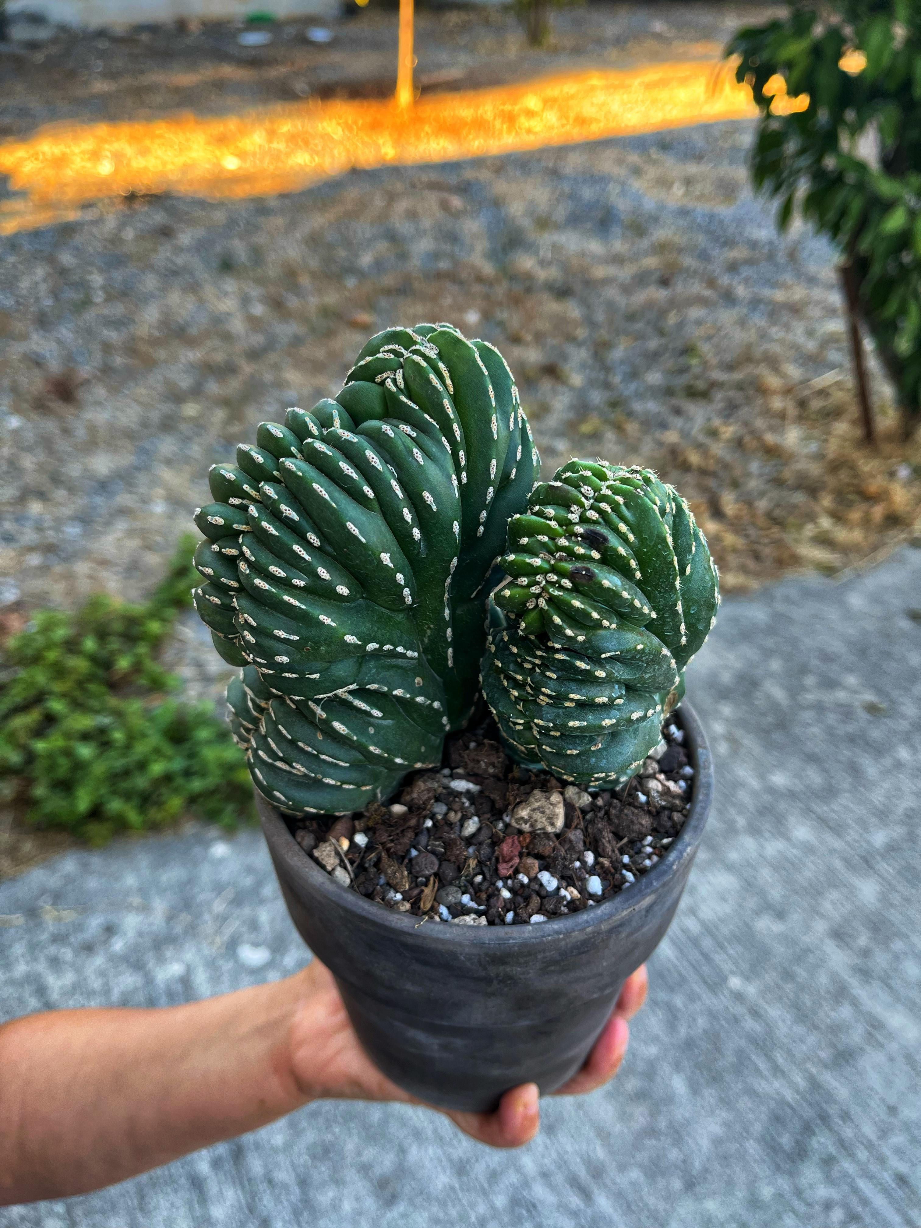 Marginatocereus Marginatus Cristat - Çift Köklü - Dekoratif Taş Saksılı 15 CM