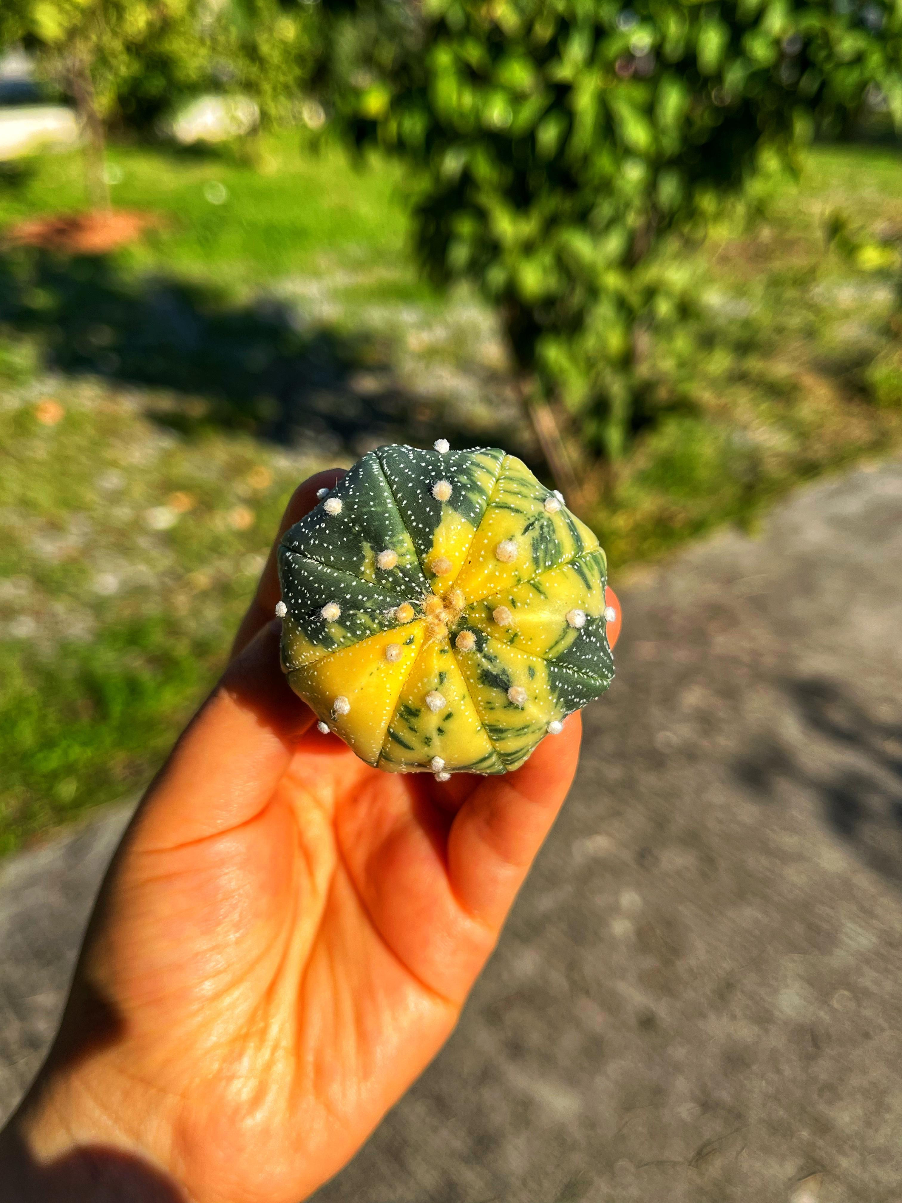 Astrophytum Asterias + Star Shape + Ooibo Variegata - PART 3