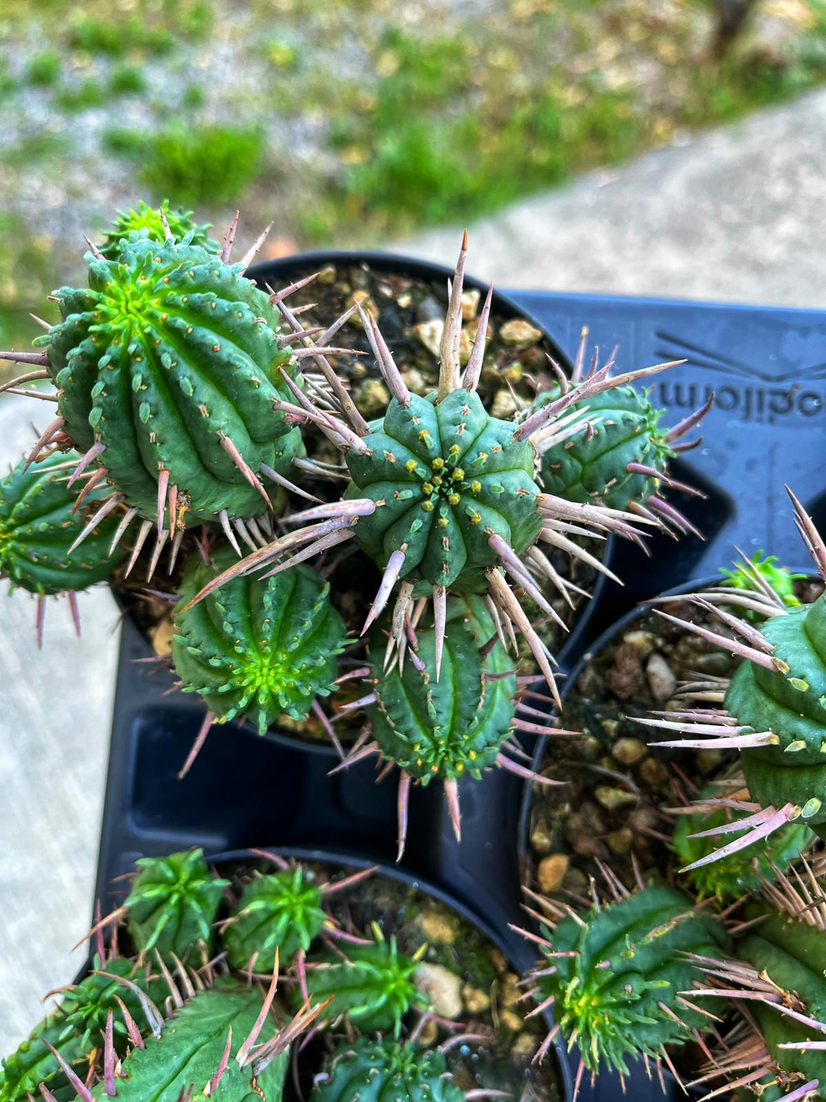 Euphorbia Inconstantia - Boynuz Gibi Dikenler 10.5 CM