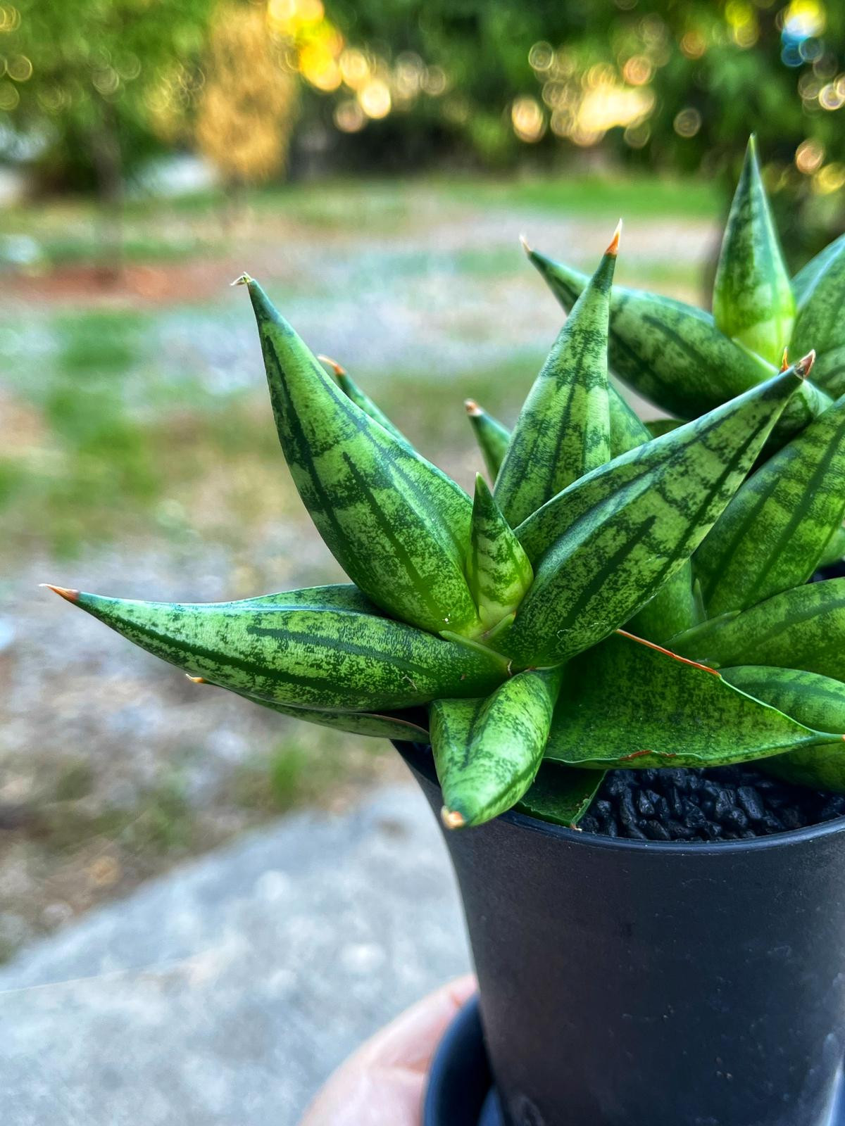 Sansevieria 'Ming Manee' - Uğurlu Mücevher - 8.5 CM Thailand Saksı