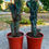 Küçük resim: Cereus Peruvianus ‘Monstrosus Blue Form’ - XXL Boy