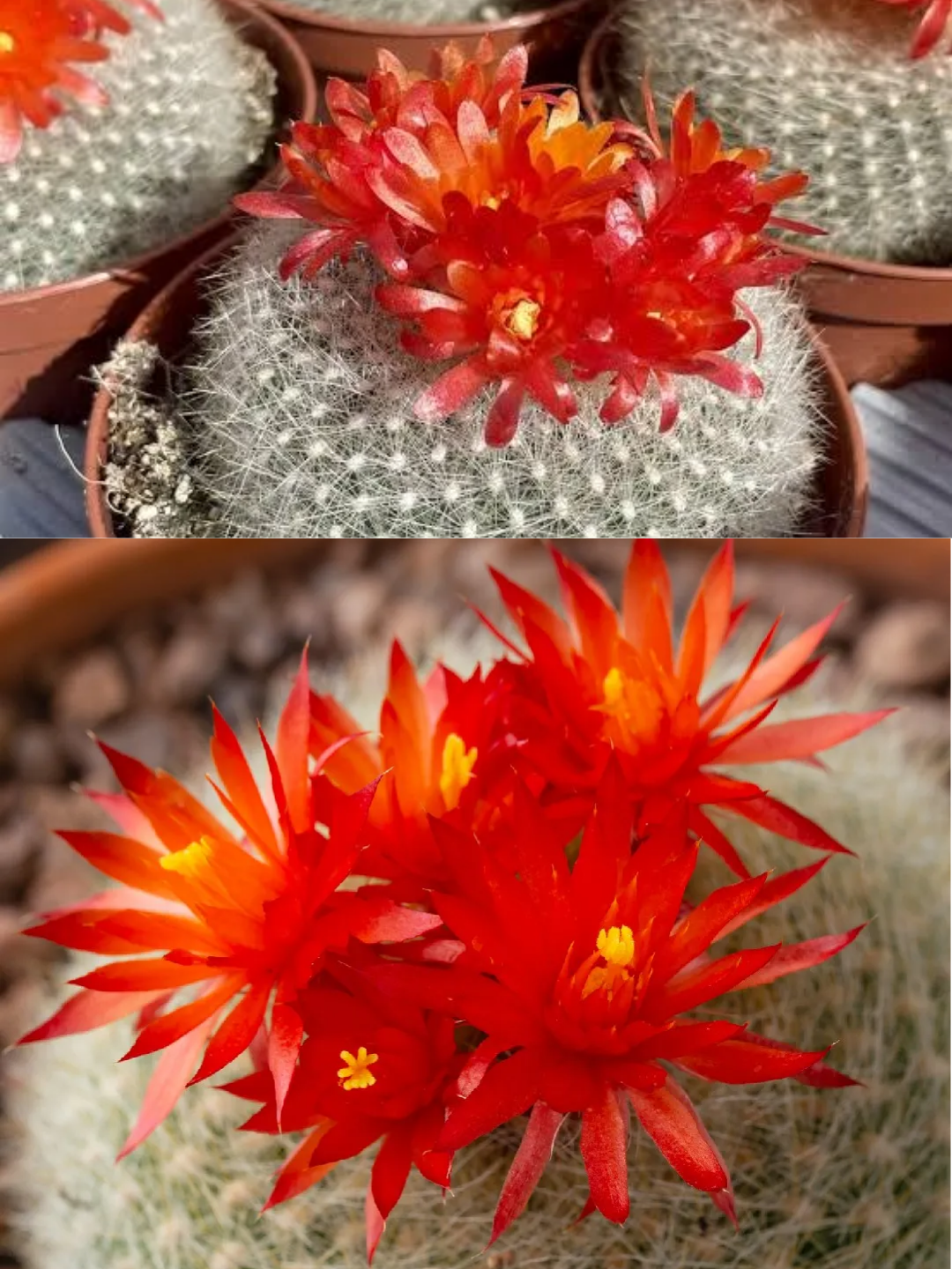 Parodia Haselbergii - Narçiçeği Rengi Çiçekler  8.5 CM