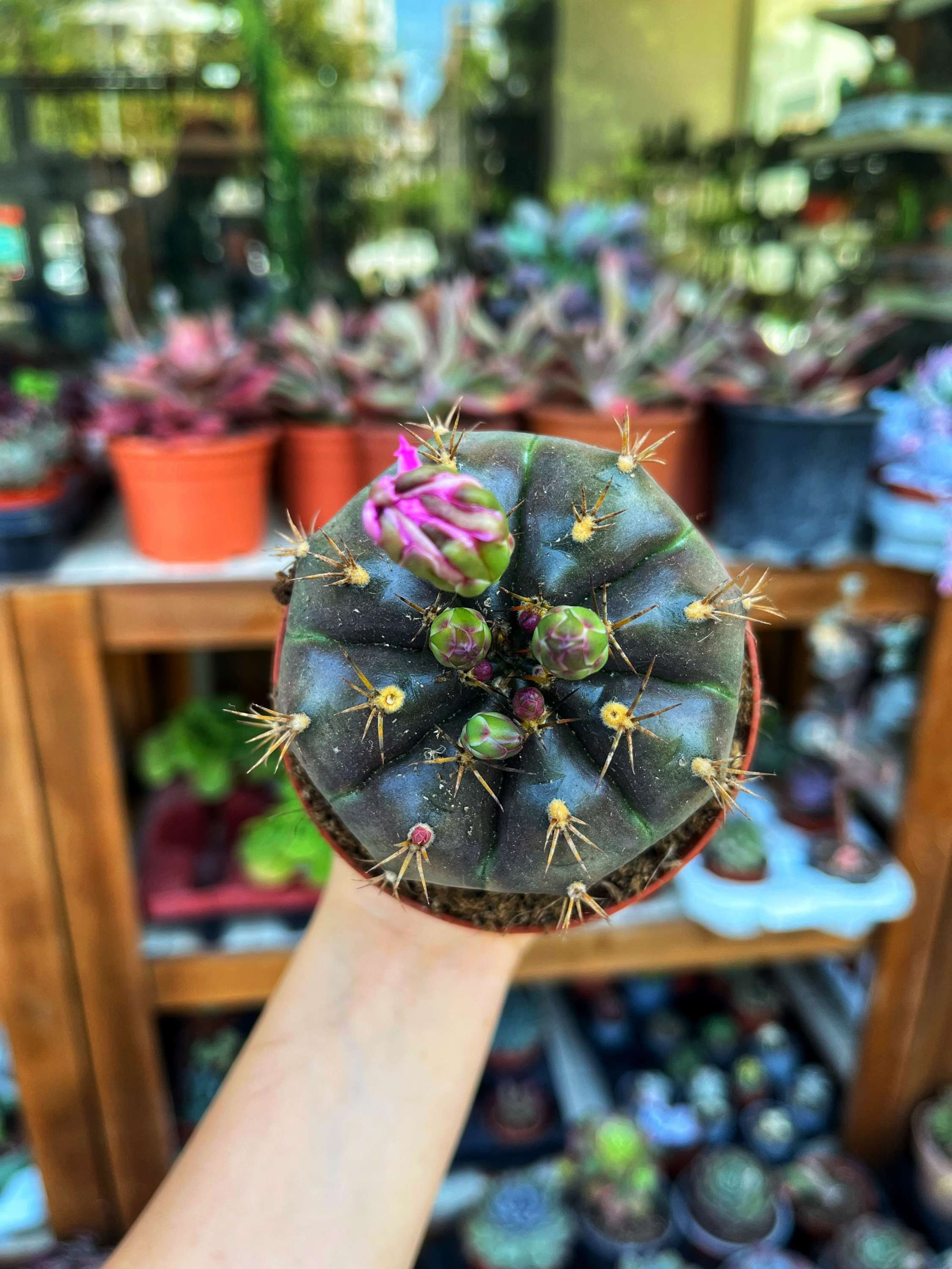 Gymnocalycium Damsii var. Tucavocense 8.5 CM