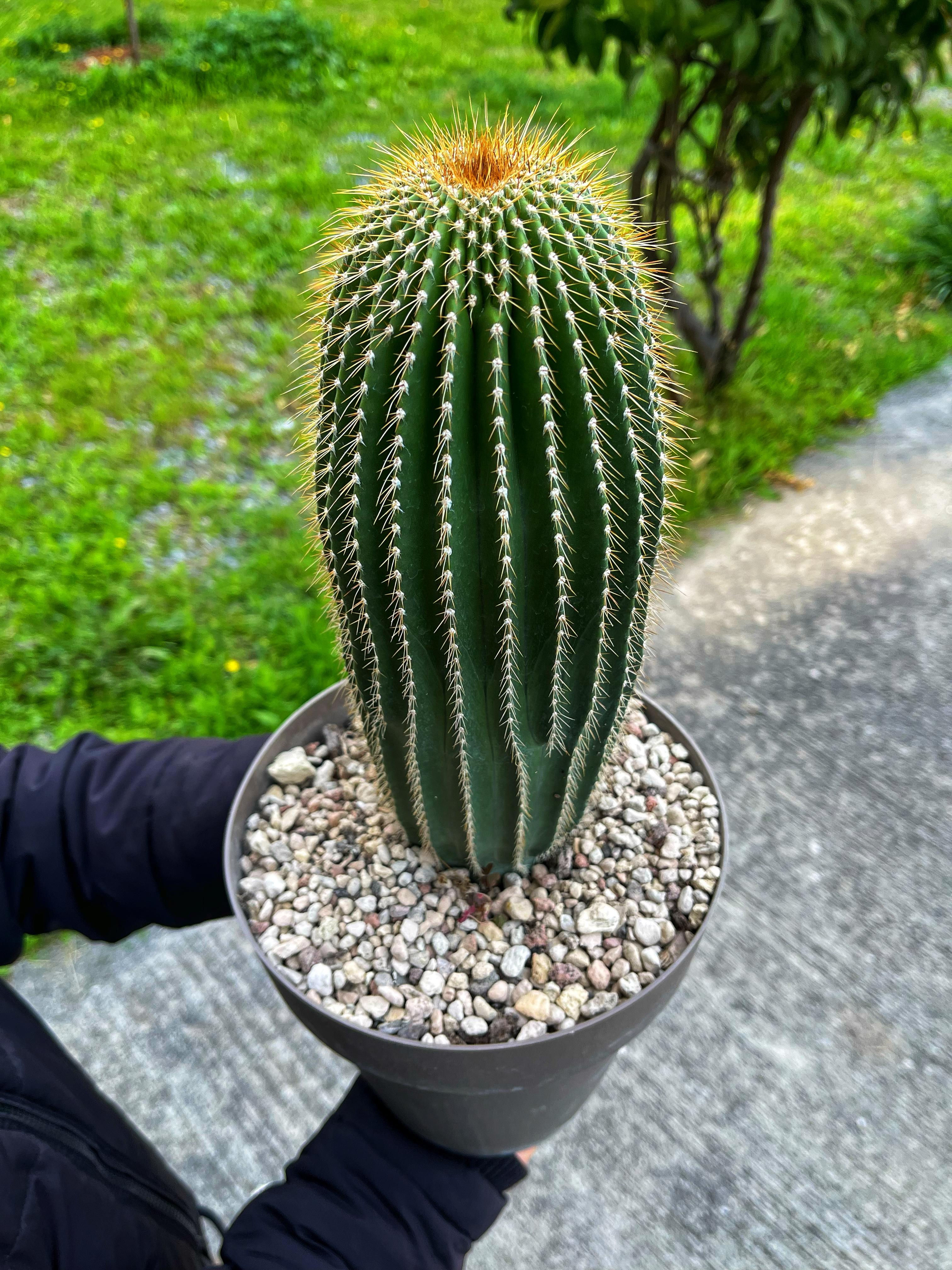 Saguaro Kaktüsü - 20 CM