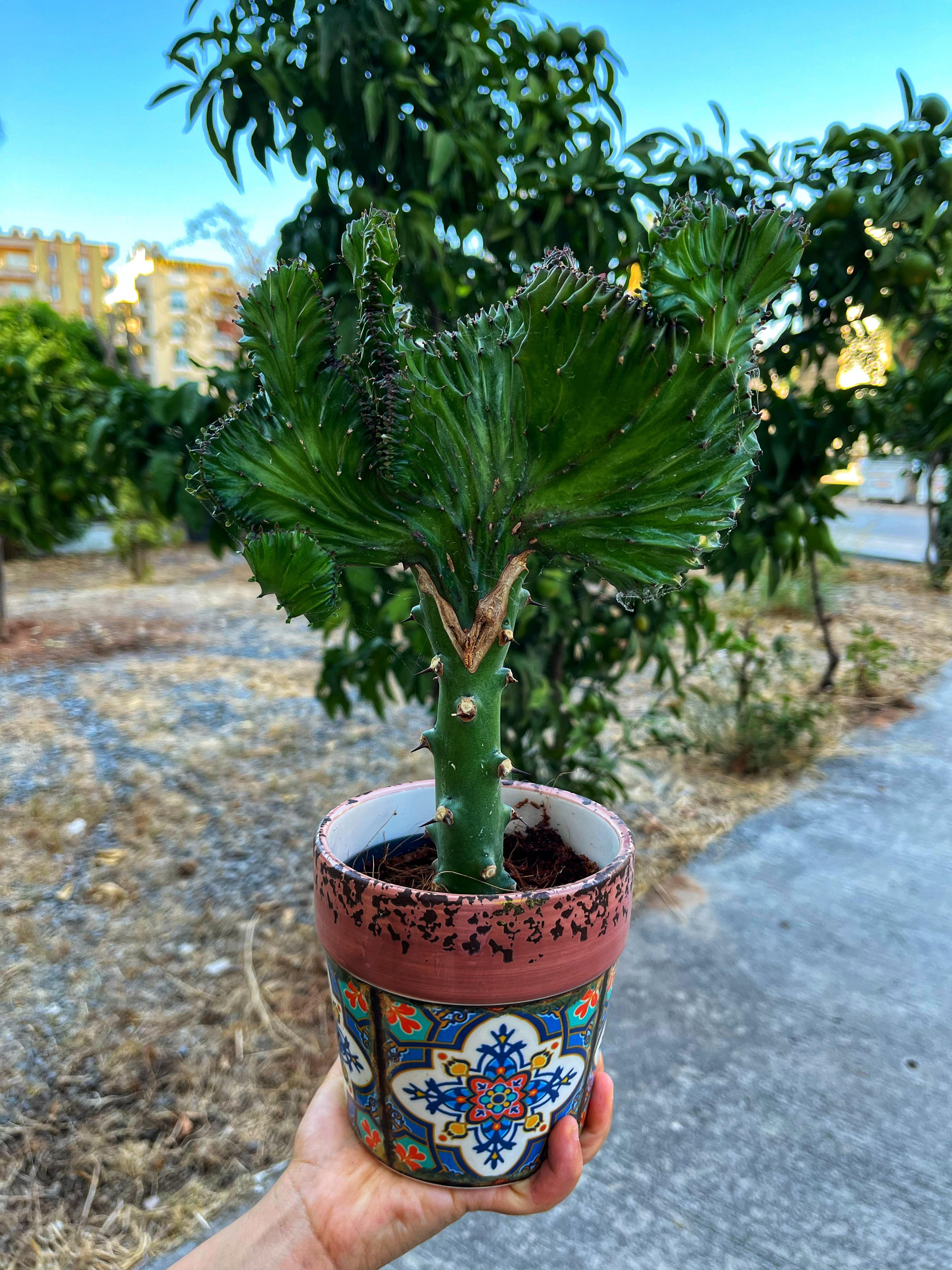 Euphorbia Lactea Cristat Green 12 CM