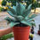 Küçük resim: Agave Dragon Toes - XXL Boy
