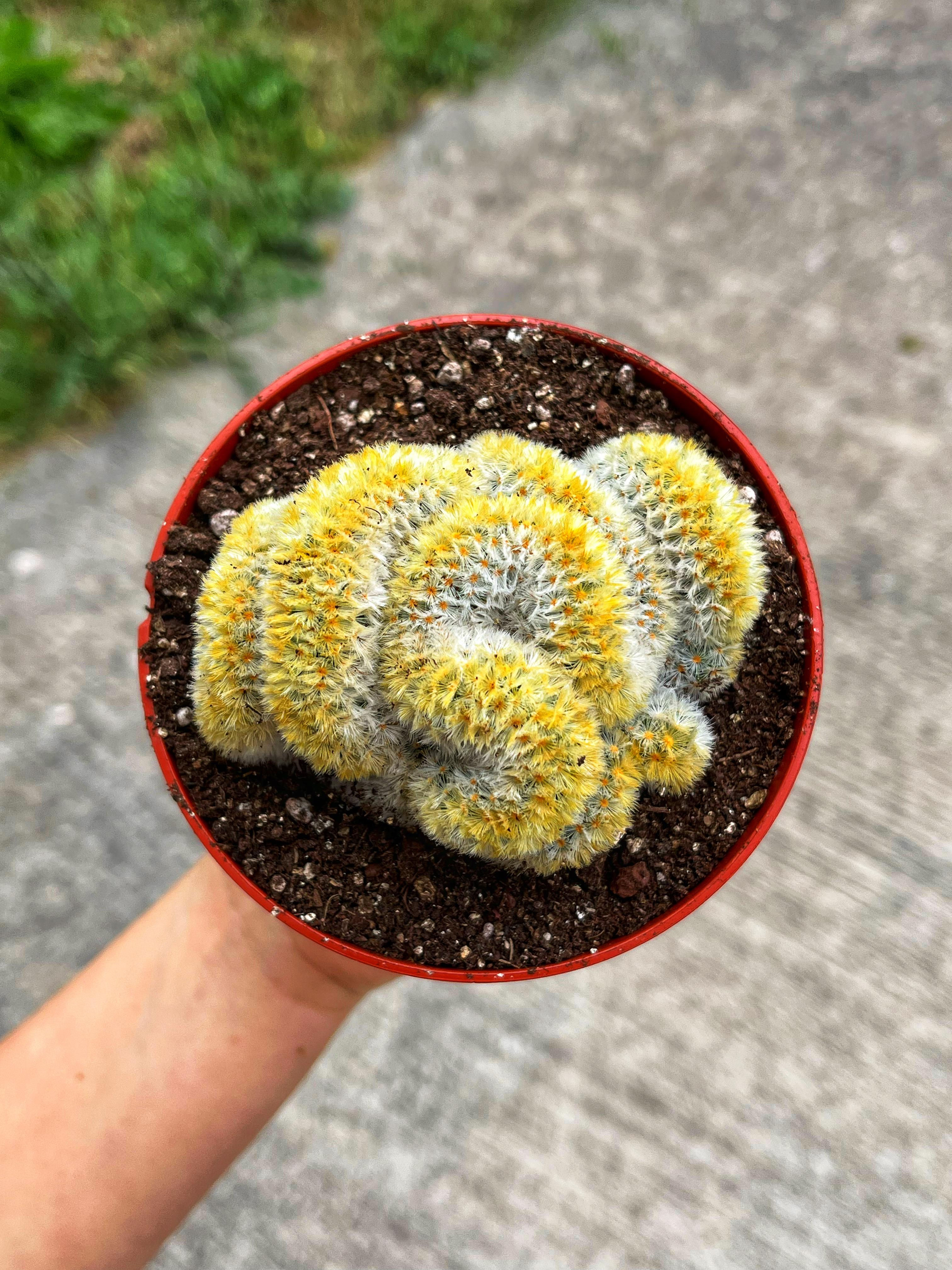 Mammillaria Carmenae Cristata - 10.5 CM