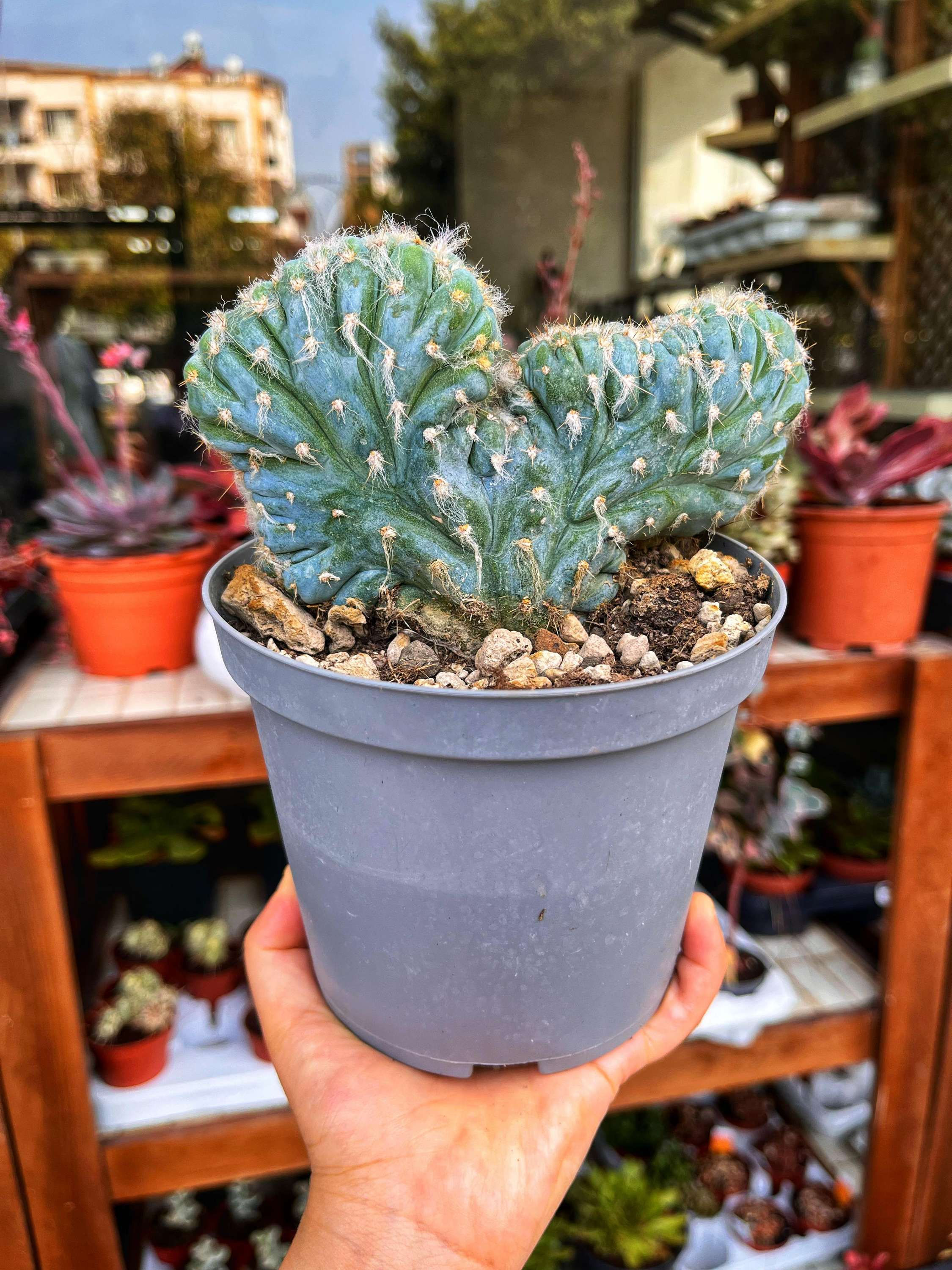 Pilosocereus Leucocephalus f. Cristat 15 CM