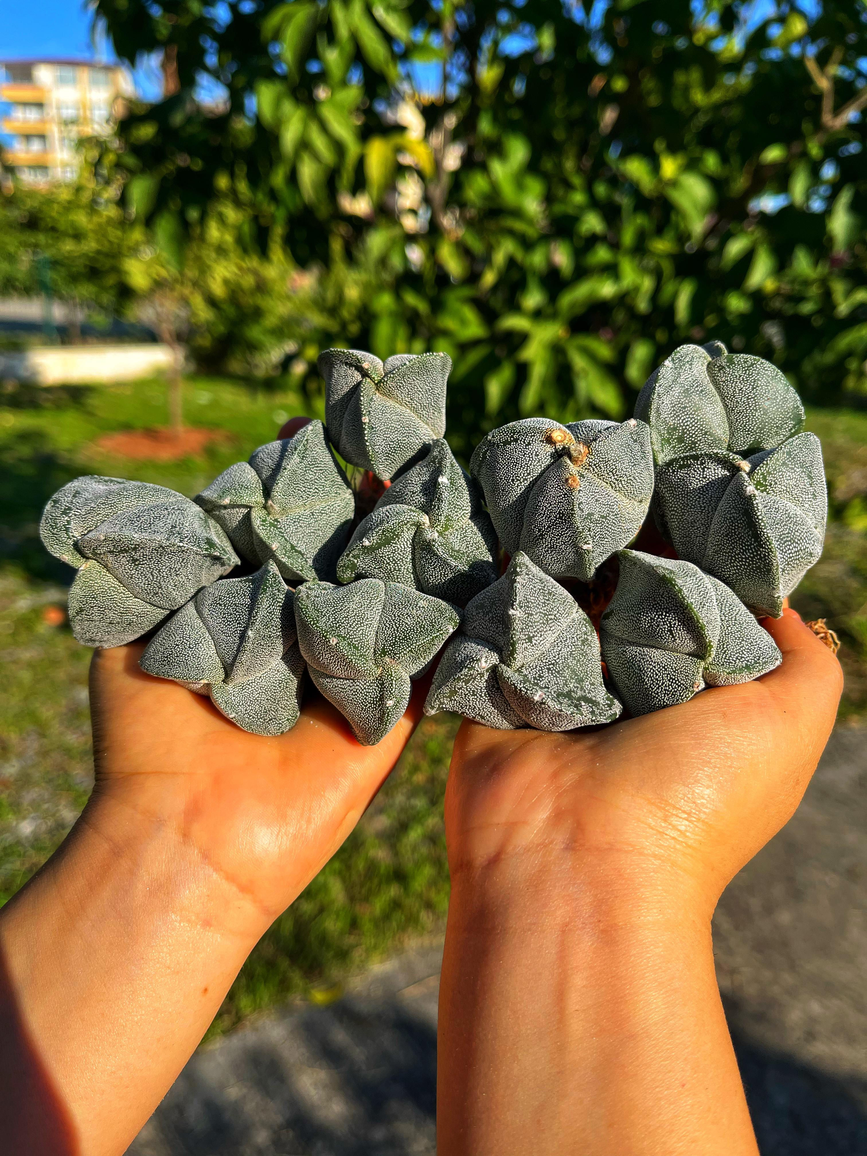 Astrophytum Myriostigma 3 Rib - Beyaz