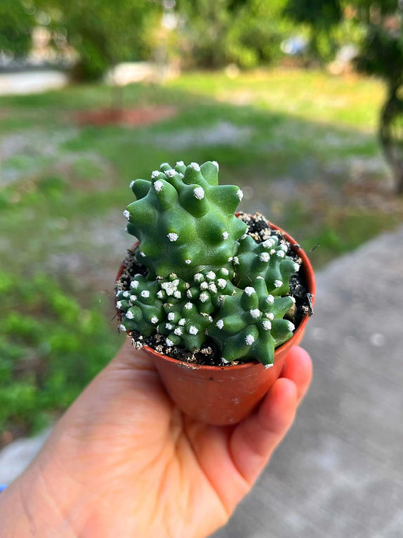 Echinocereus Mojavensis Inermis - Dikensiz Kakts 5.5 CM | MEKA Botanik