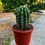 Küçük resim: Trichocereus Purpureopilosus x Trichocereus Thelegonus Hybrid - 17 CM