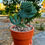 Küçük resim: Myrtillocactus Geometrizans Cristata - 12 CM Terracotta Saksılı