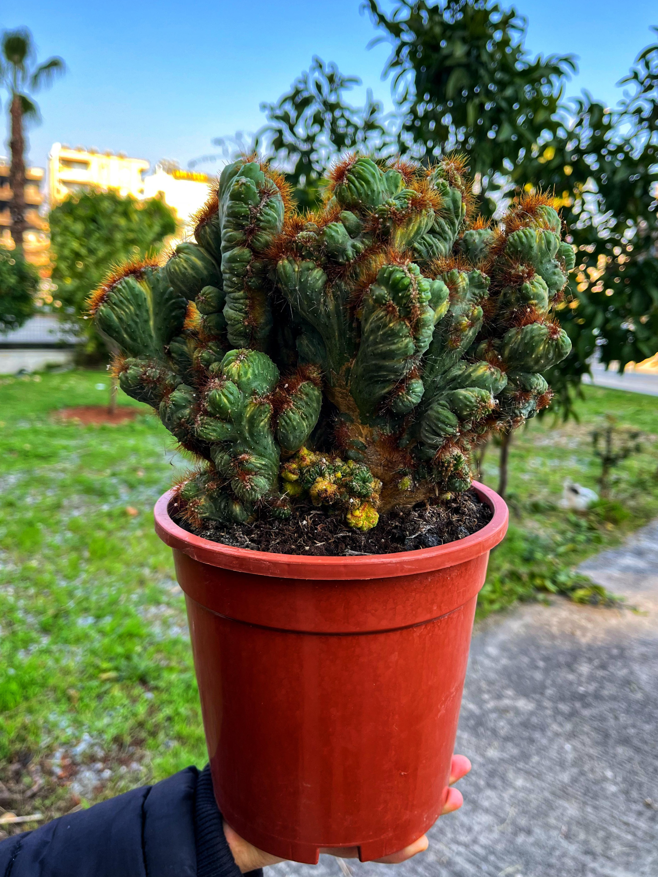 Cereus Peruvianus Monstruosus Variegata - Alacalı Yaşayan Kaya Kaktüs 17 CM